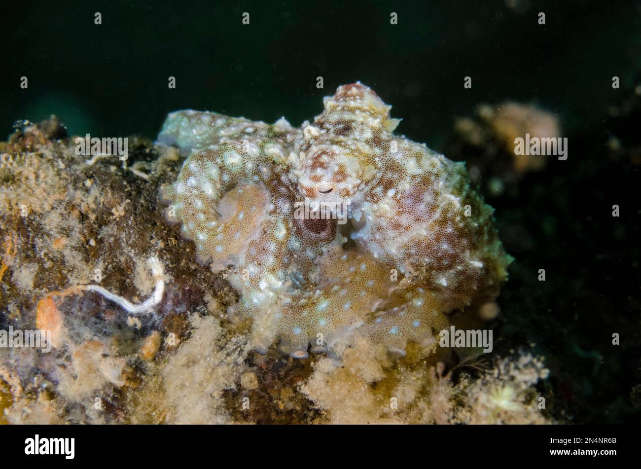 Mototi Octopus, Amphioctopus siamensis, Ghost Bay dive site, Amed, Karangasem Regency, Bali, Indonesia, Oceano Indiano Foto Stock