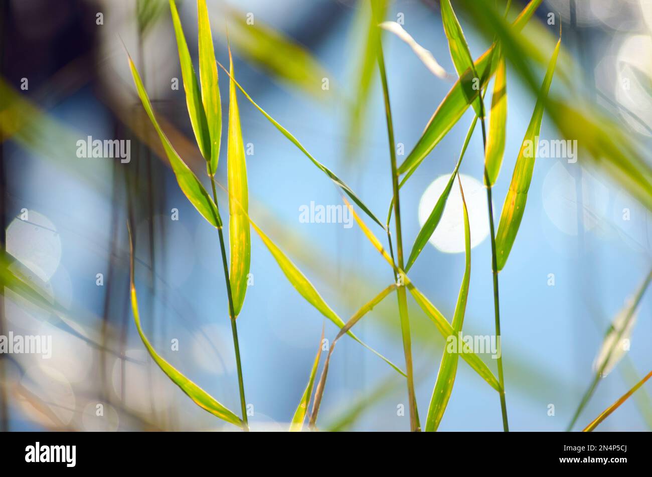 Verde erba gambi luminoso giorno soleggiato contro l'acqua blu del fiume con bokeh. Foto Stock
