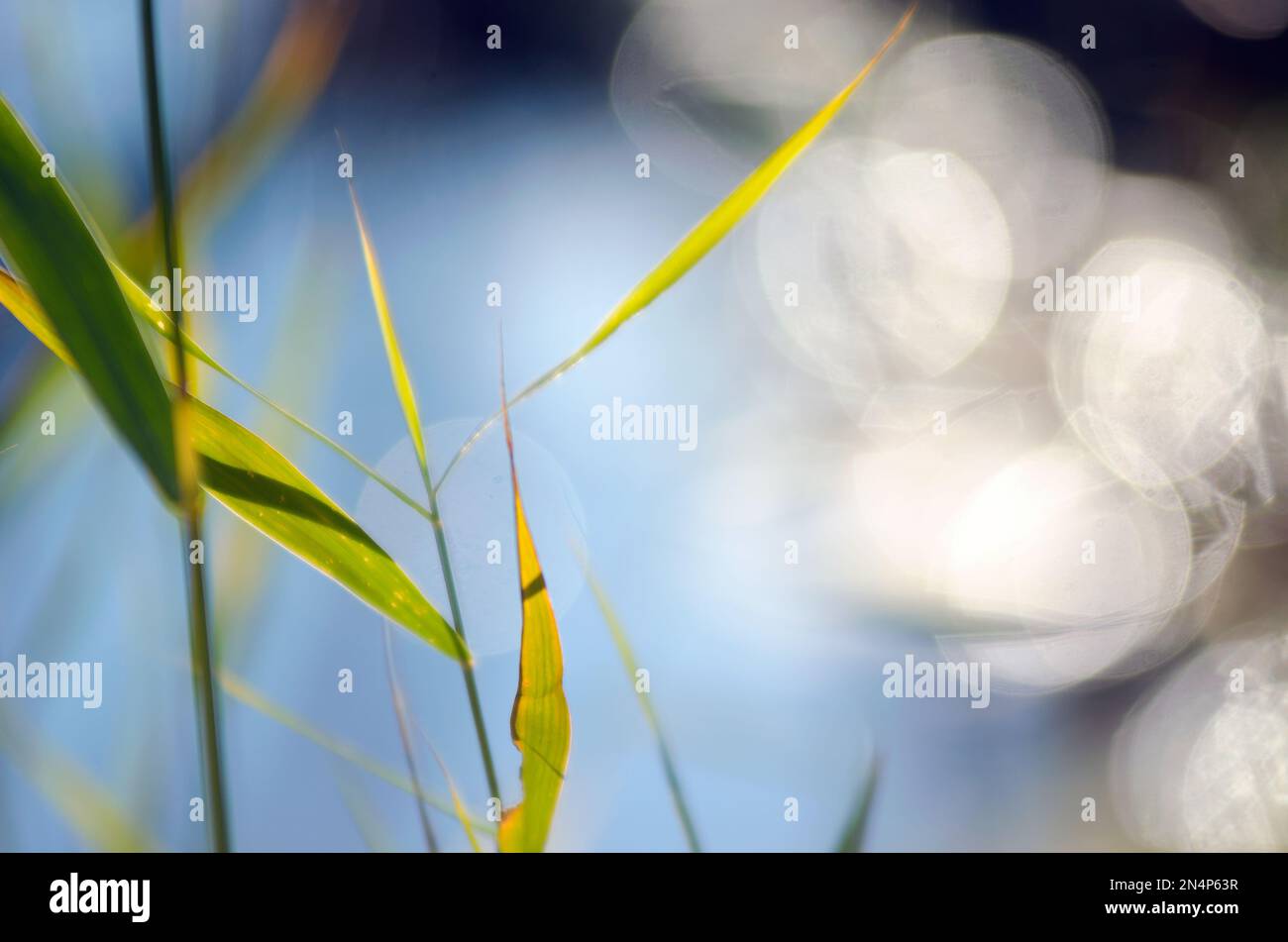 Erba verde gambi con foglie in una giornata di sole luminoso contro l'acqua blu del fiume con bokeh. Foto Stock