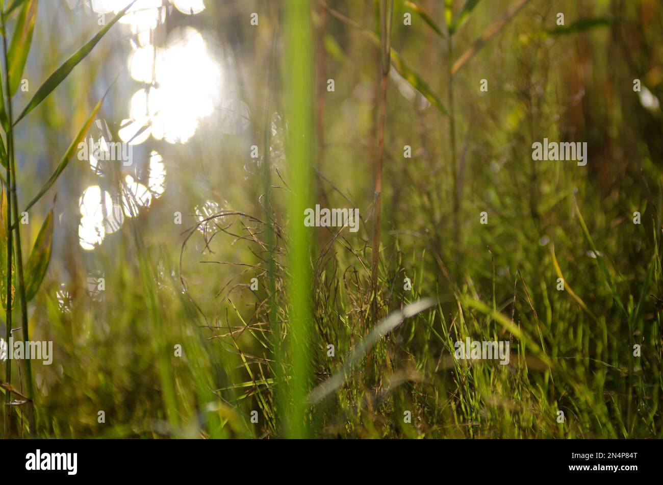 Foto sfocata di erba verde con foglie in una giornata di sole luminoso contro l'acqua del fiume sulla riva con il riflesso del sole bokeh nel Foto Stock