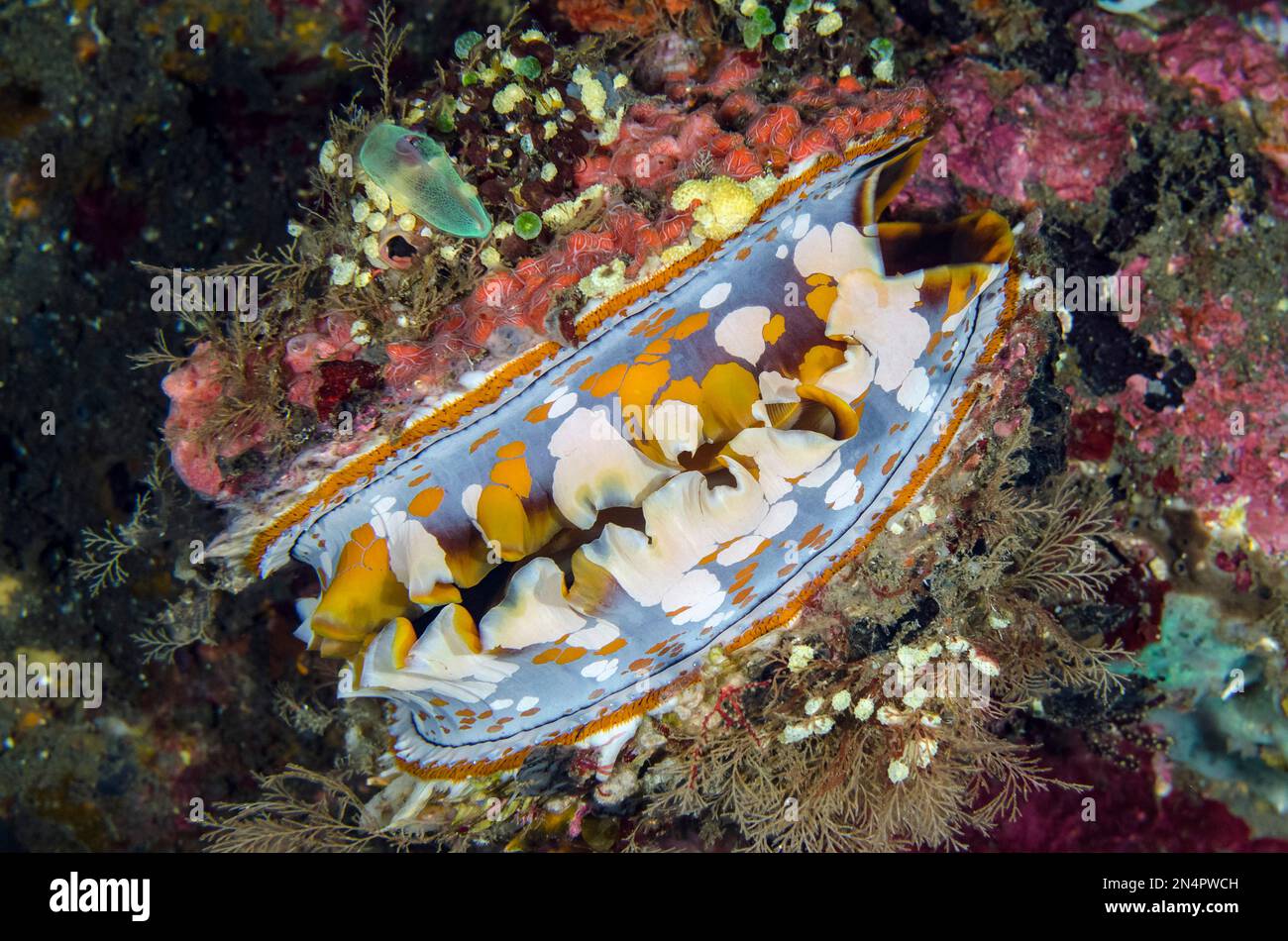 Variable Thorny Oyster, Spondylus Varians, sito di immersione Liberty Wreck, Tulamben, Karangasem Regency, Bali, Indonesia, Oceano Indiano Foto Stock