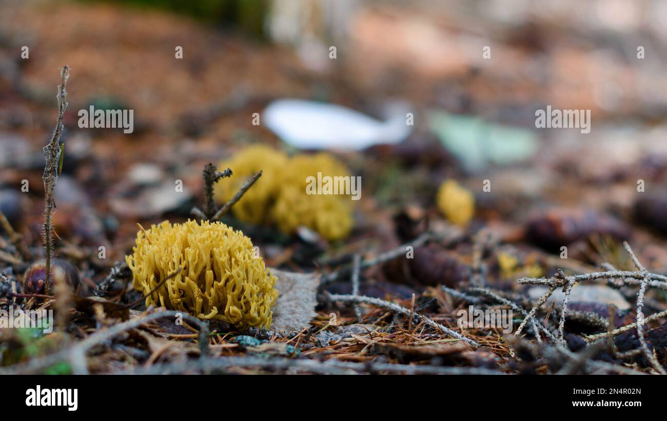 Fasci di muschio giallo crescono tra aghi di abete e foglie nella foresta della tundra settentrionale di Yakutia. Foto Stock