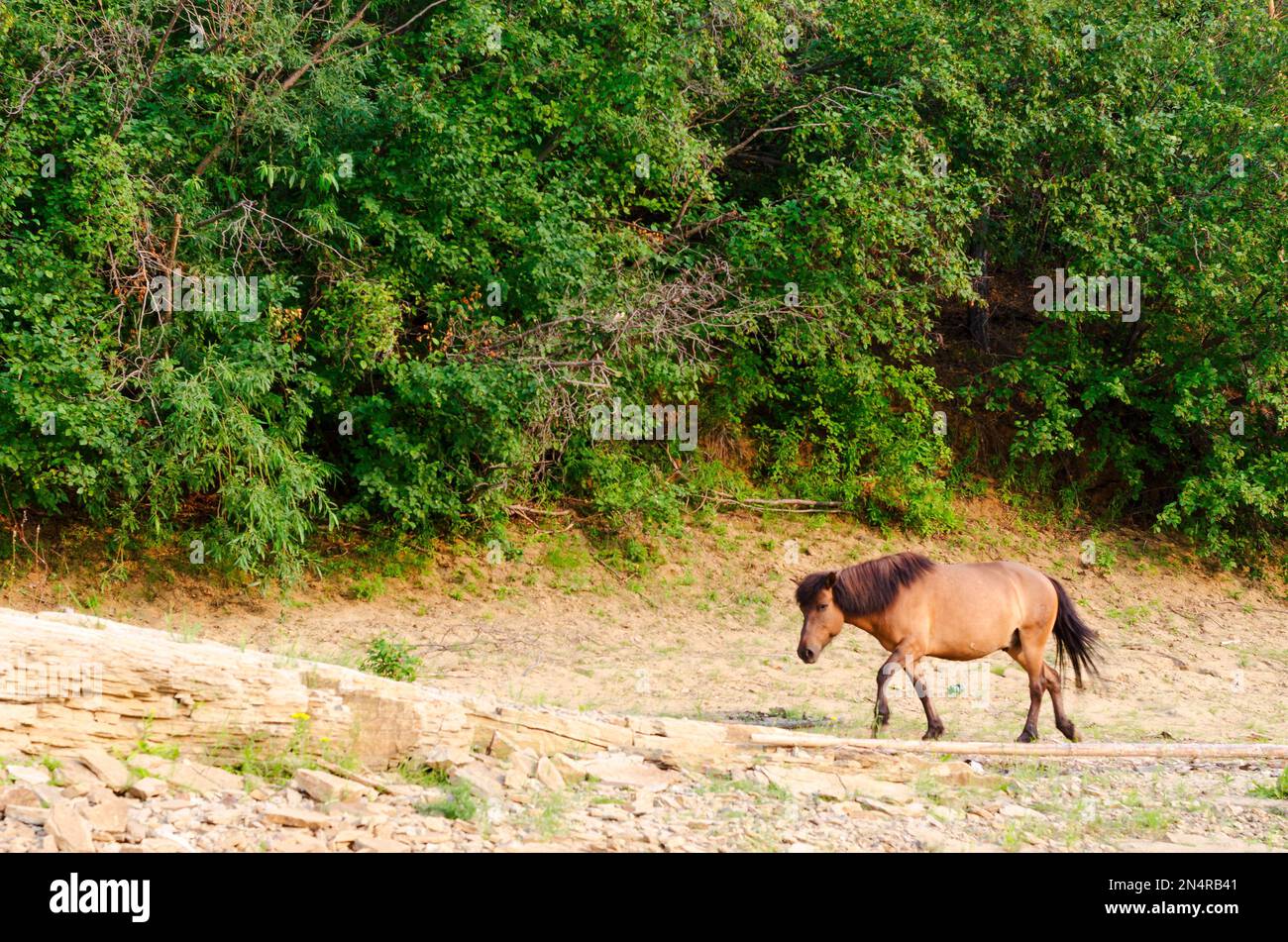 Un cavallo soleggiato Yakut va a testa giù per il sentiero al pendio con alberi della foresta. Foto Stock