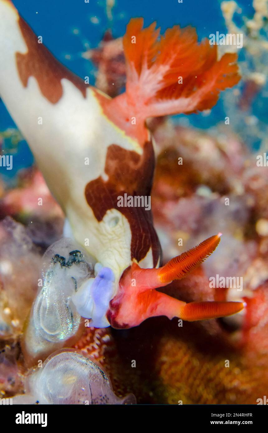 Nembrotha chamberlaini, nutrimento su Sea Squirt, subphylum Tunicata) Gili Mimpang sito di immersione, Candidasa, Bali, Indonesia Foto Stock