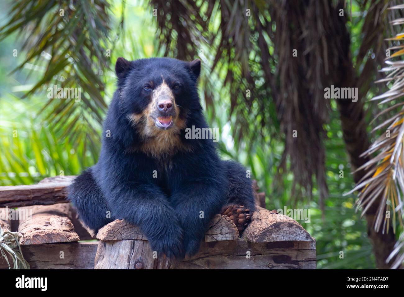 Orso da spettacolo sudamericano isolato in fuoco selettivo. Verticale Foto Stock