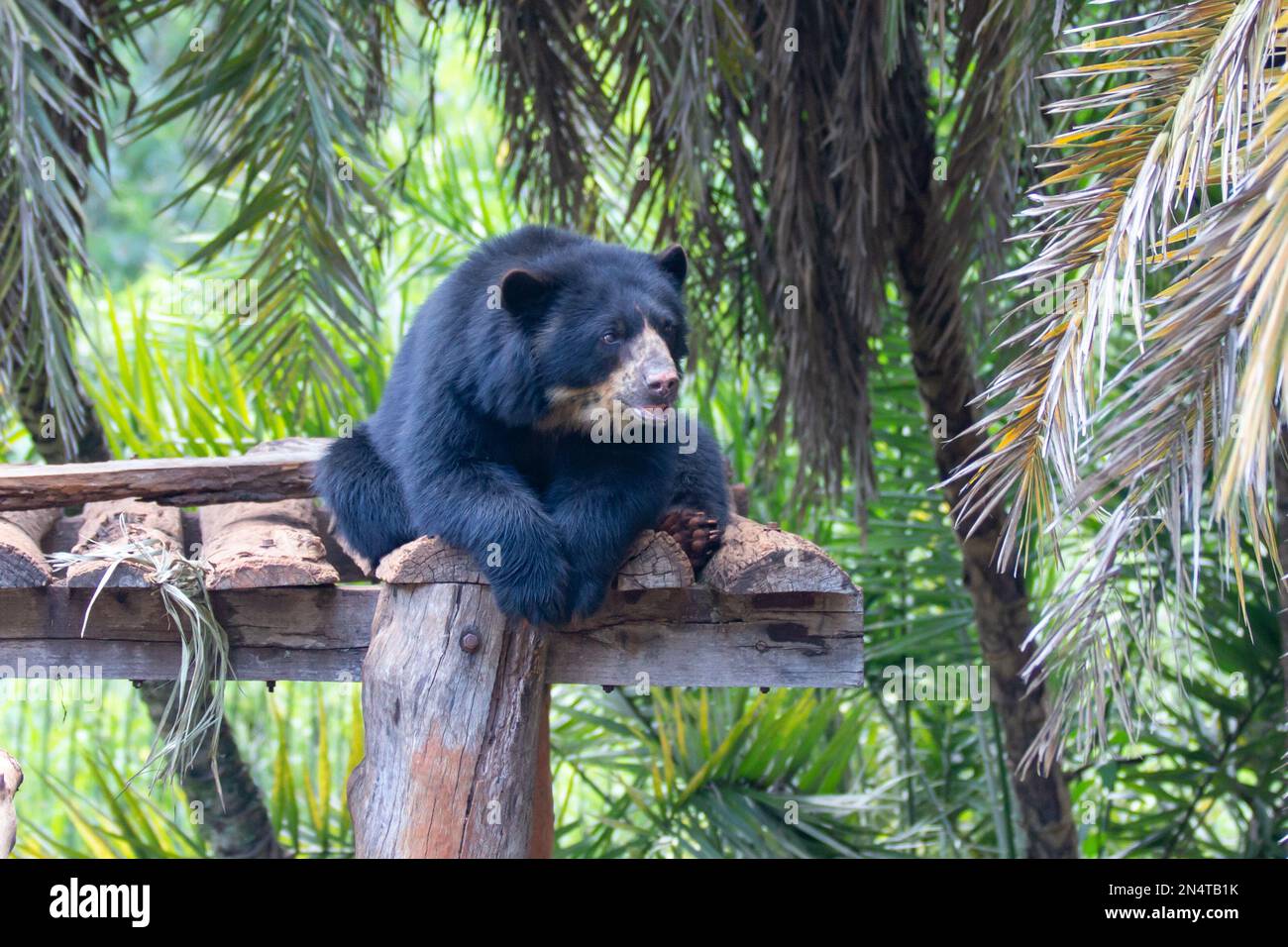 Orso da spettacolo sudamericano isolato in fuoco selettivo. Verticale Foto Stock