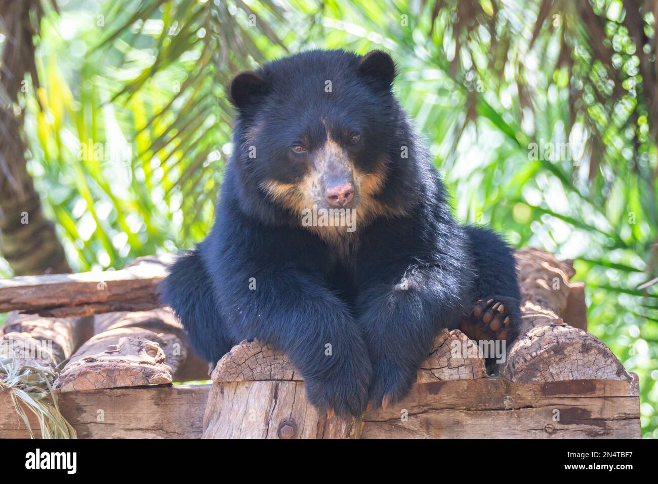 Orso da spettacolo sudamericano isolato in fuoco selettivo. Verticale Foto Stock