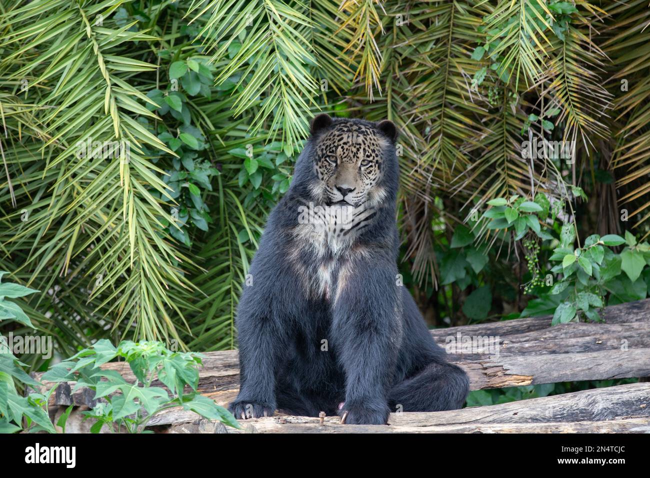 Montaggio fotografico, fusione di immagini di un orso spettacolare e di una jaguar Foto Stock