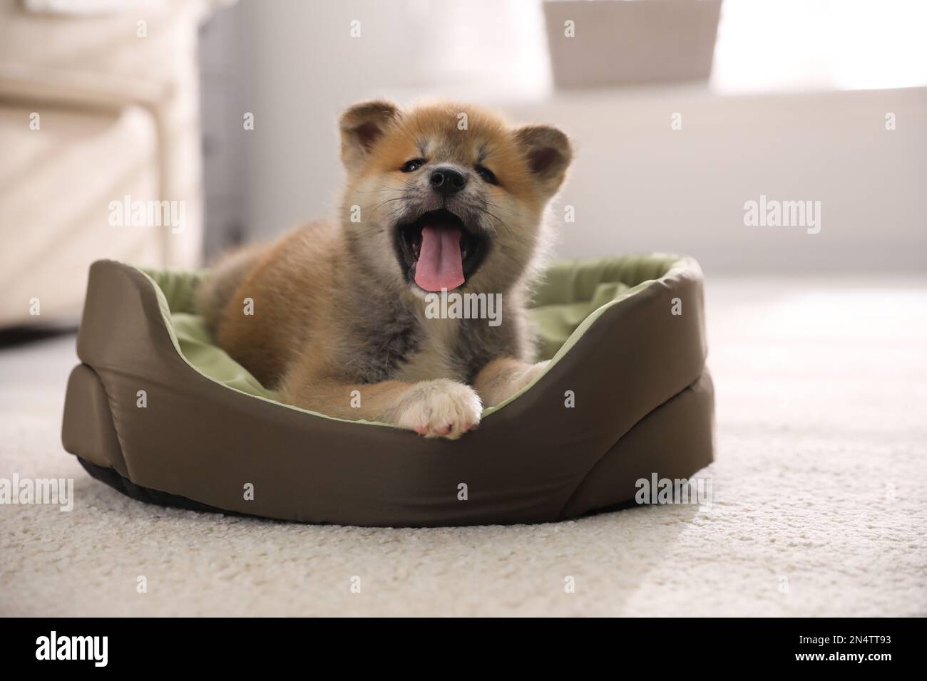 Adorabile cucciolo Akita Inu in letto per cani al coperto Foto Stock