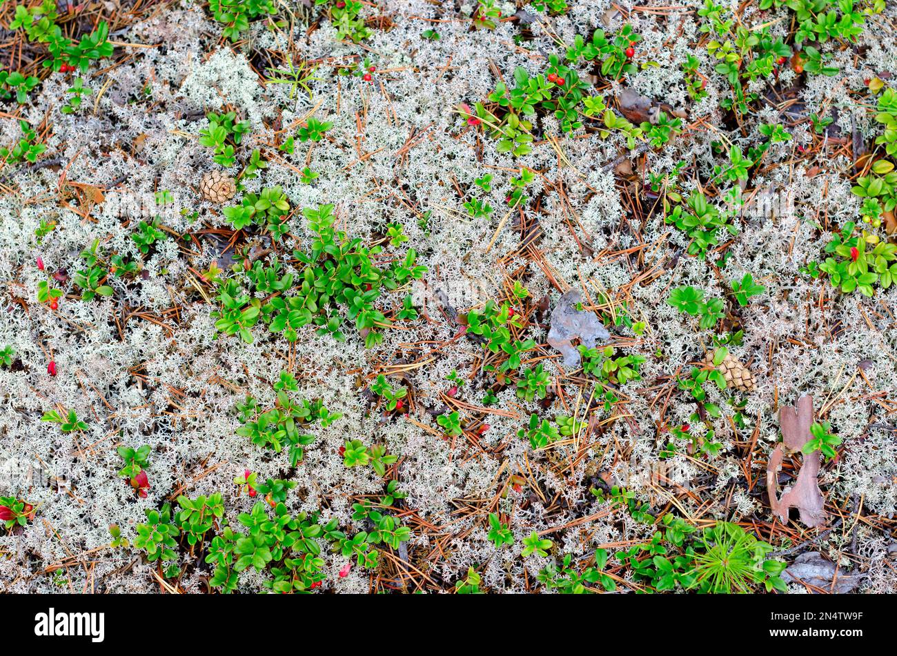 Bacche rosse di una bacca di culo su cespugli con foglie verdi che crescono sul muschio bianco, il muschio nel secco di coni di abete rosso sul terreno nel Nord Foto Stock