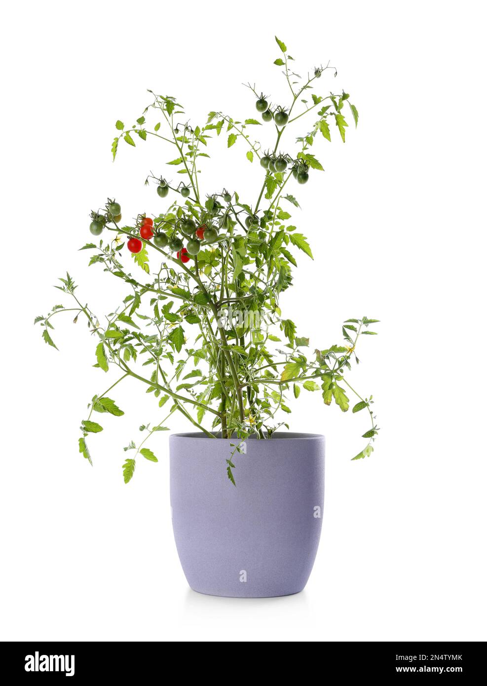 Pianta di pomodoro in vaso isolato su bianco Foto Stock