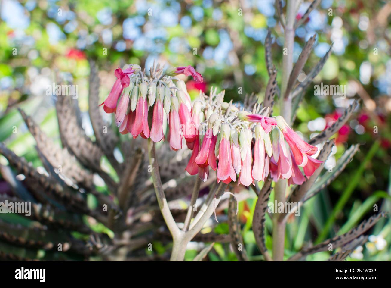 La spina dorsale del Diavolo, la madre di migliaia fiorisce con fiori rosa Foto Stock