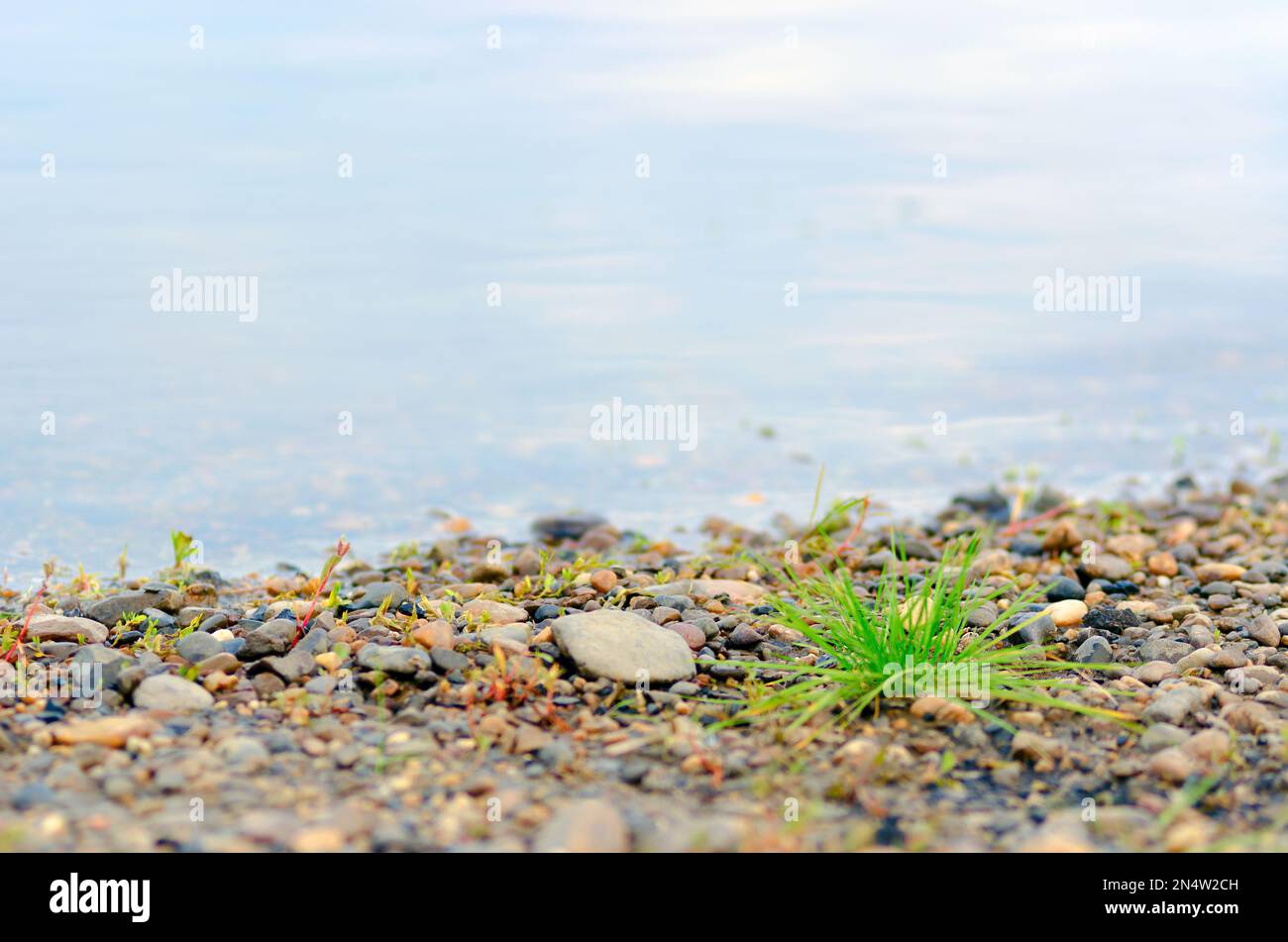 Un ciuffo di erba verde selvatica cresce tra i ciottoli costieri sullo sfondo del fiume sfocato con il riflesso del cielo. Foto Stock