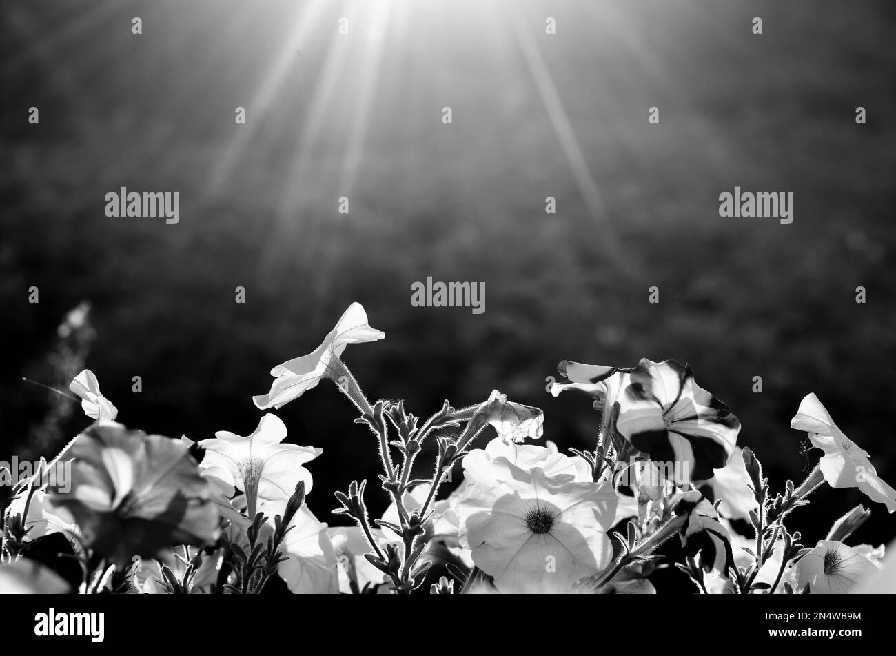 Foto in bianco e nero i raggi del sole in semicerchio dall'alto illuminano i germogli luminosi dei fiori di Petunia sullo sfondo di un campo di patate a s. Foto Stock