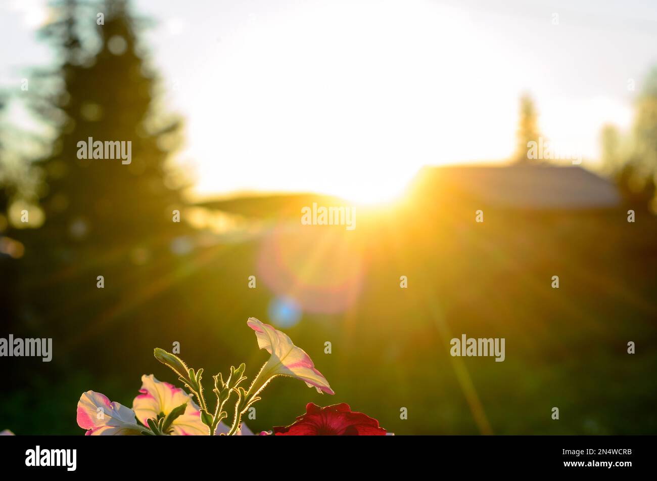 Un luminoso sole al tramonto con i raggi da dietro il tetto e recinto accanto alla silhouette di un abete illumina le cime di un Bush di petunie sul gr Foto Stock