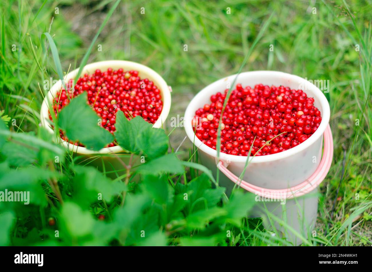 Due grandi secchi pieni di bacche rosse di uva secca di Corinto rosso si trovano dopo la raccolta nei cespugli di erba verde. Foto Stock