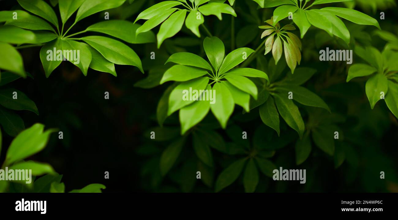 Foglie verdi tropicali sullo sfondo, natura estate foresta pianta concetto. Layout creativo fatto di foglie tropicali. Concetto di natura. Foto Stock