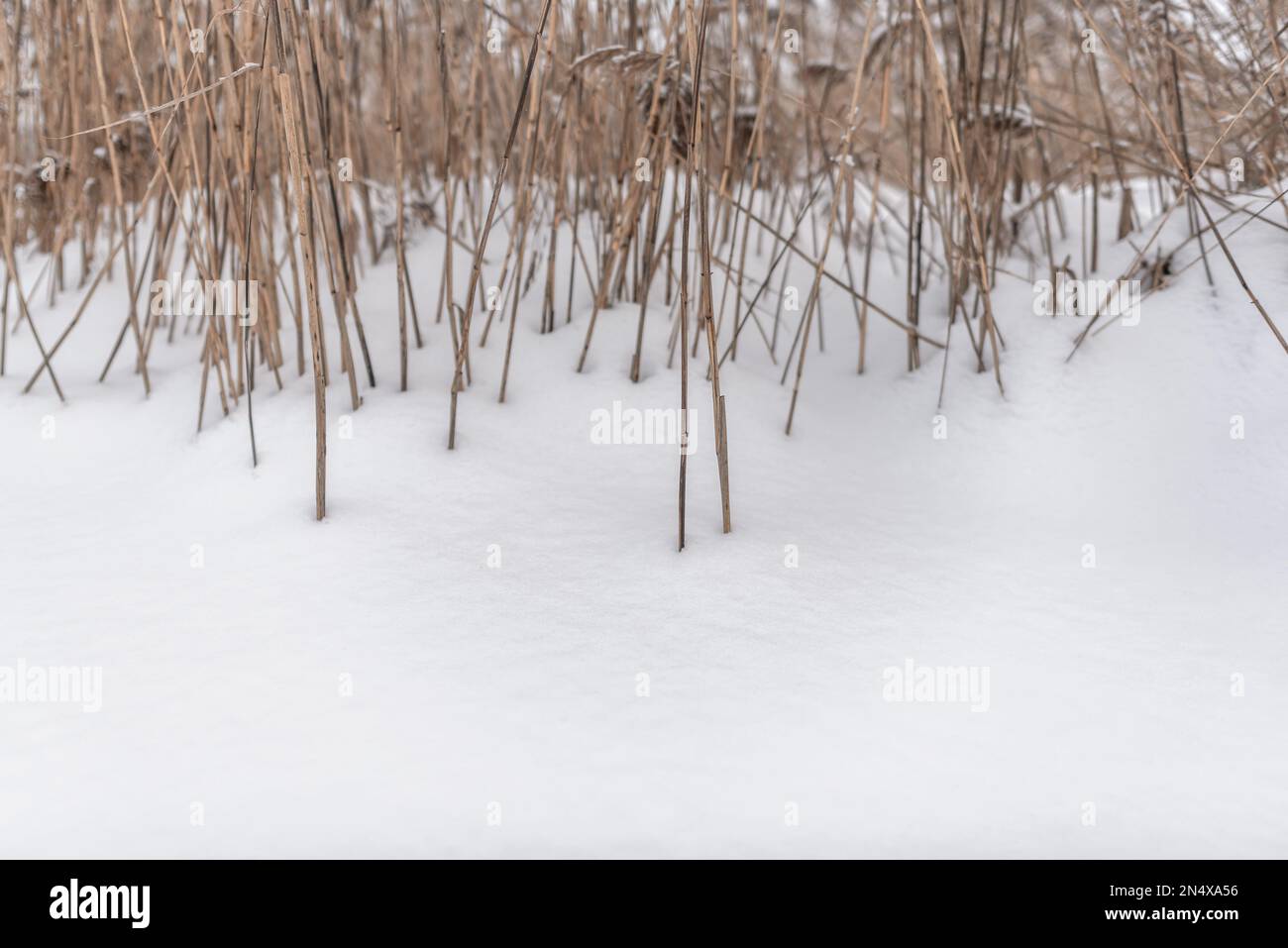 Gambi asciutti e luminosi e dense infiorescenze di piccola erba di canna crescono dalla neve bianca in inverno sul lago al freddo. Foto Stock