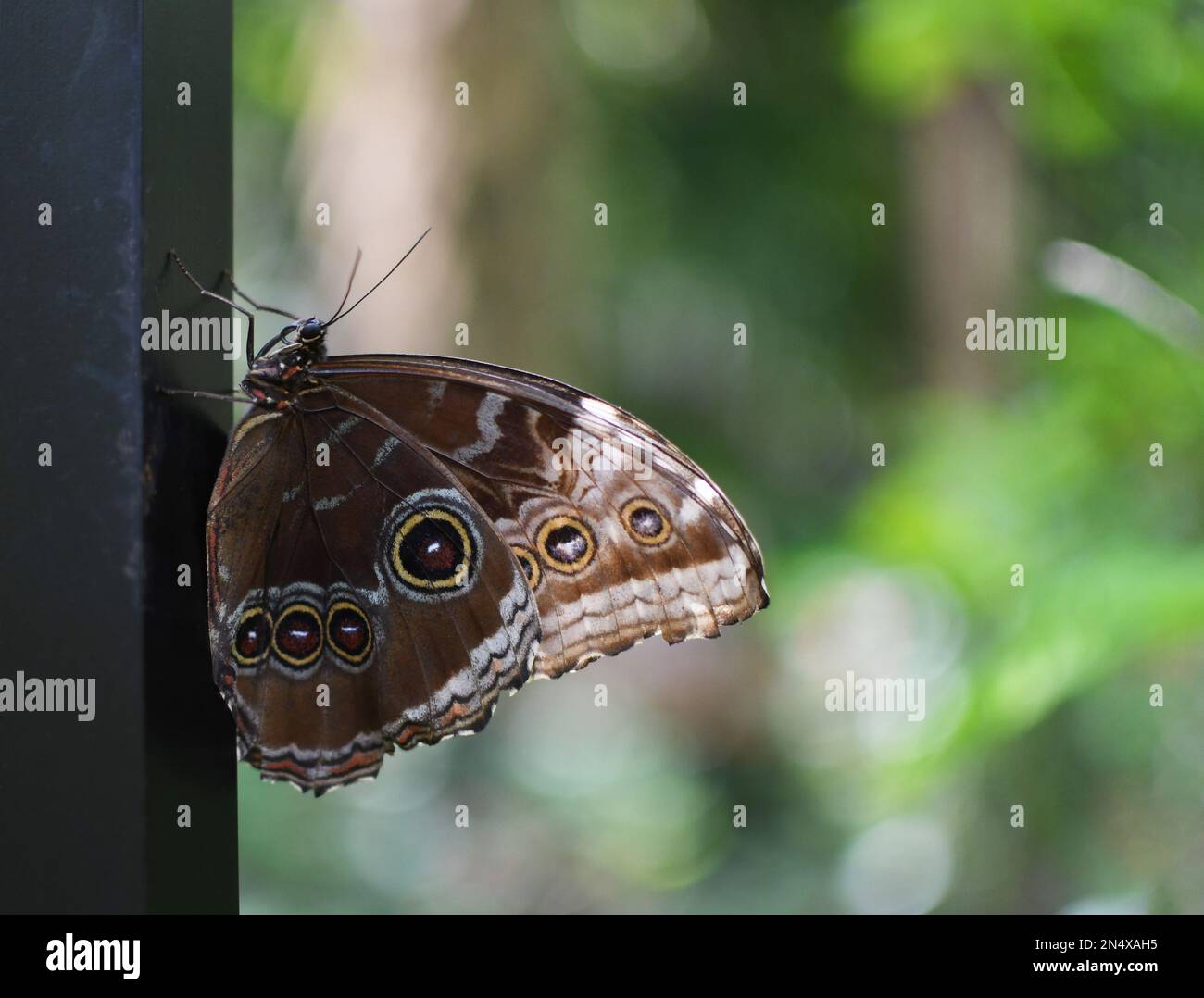 Una bella farfalla gufo (Caligo memnon) riposante Foto Stock