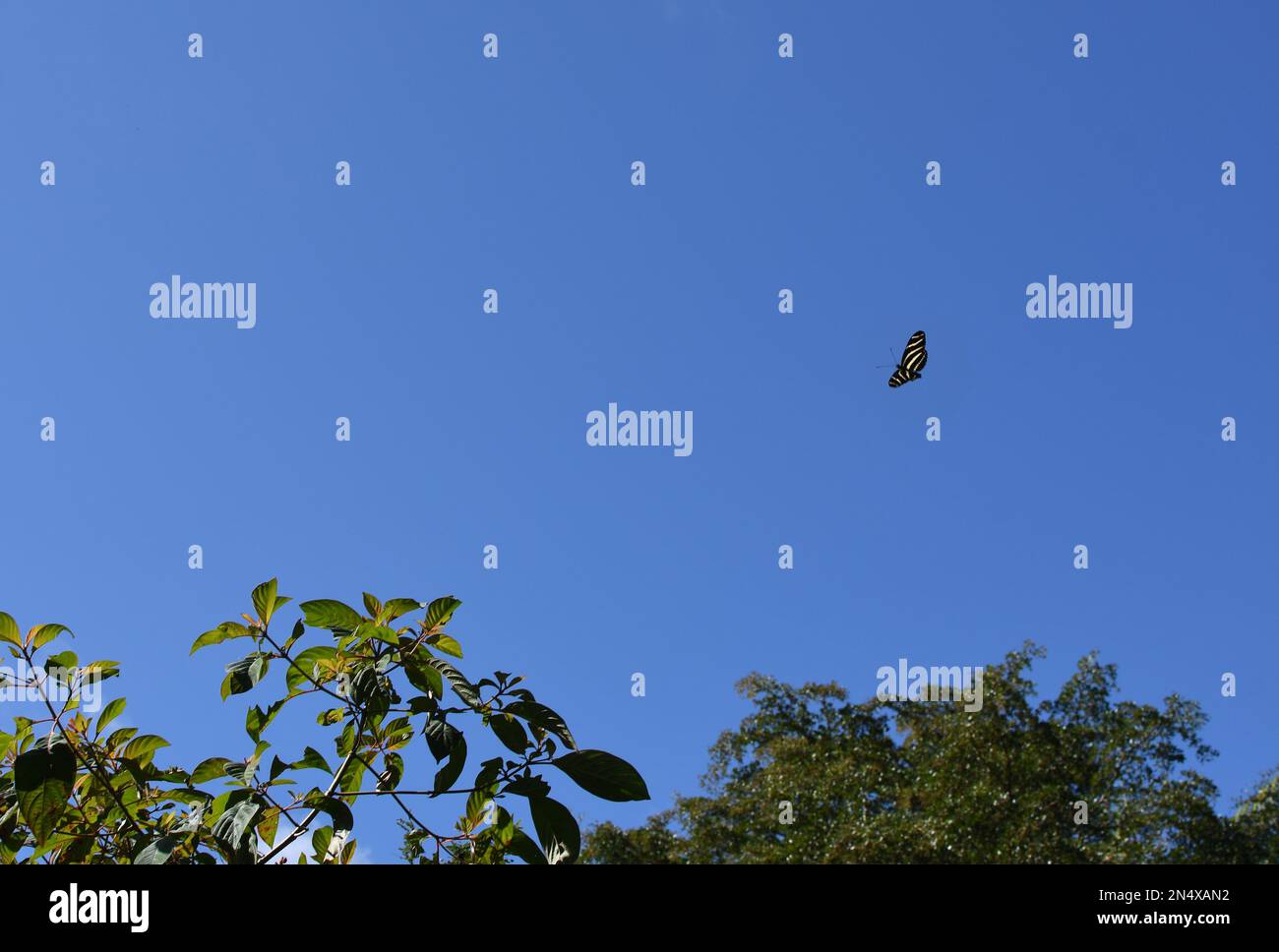 Farfalla tropicale zebra dalle lunghe ali in un cielo blu Foto Stock