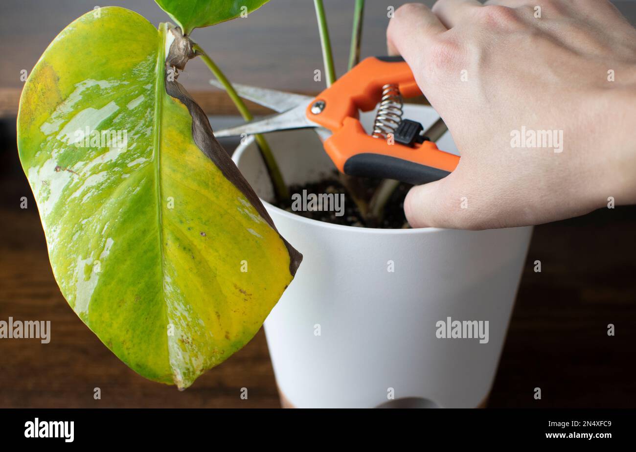 La mano taglia via la foglia malata dalla pianta della casa. Malattie della pianta. Problemi di Monstera albo. Pianta malata Foto Stock