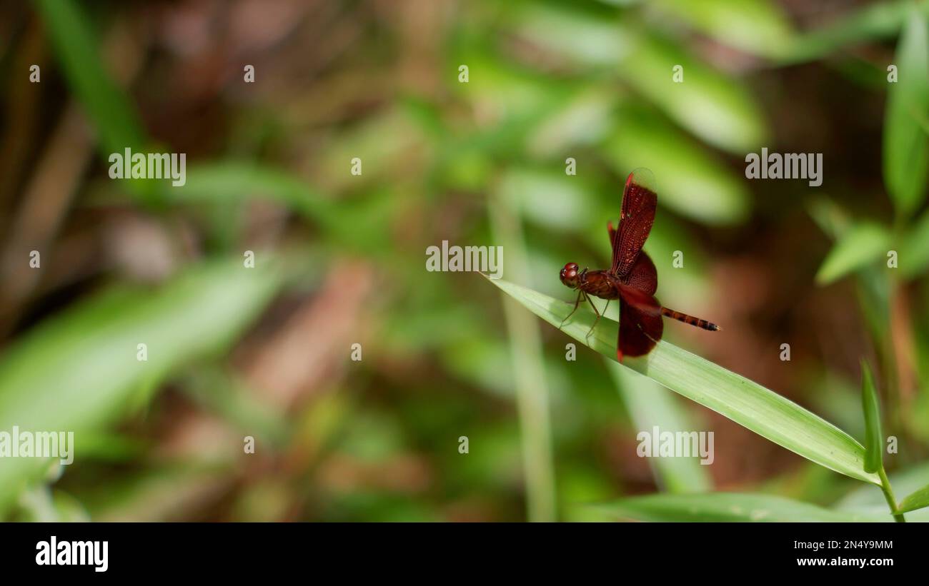 Un tipo di Dragonfly Dark Red che si trova sul bordo dell'erba Foto Stock