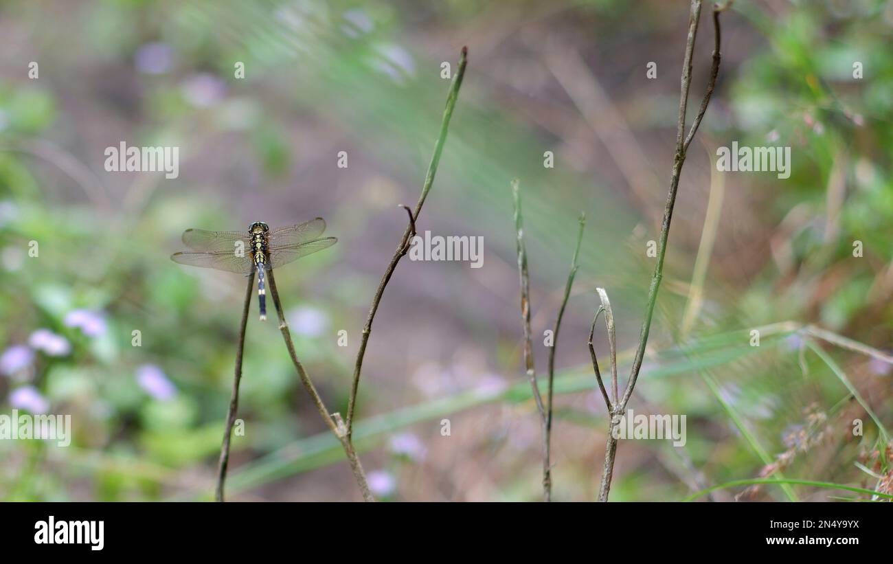 Un tipo di Dragonfly trasparente appollaiato su Un ramo di erba secca Foto Stock