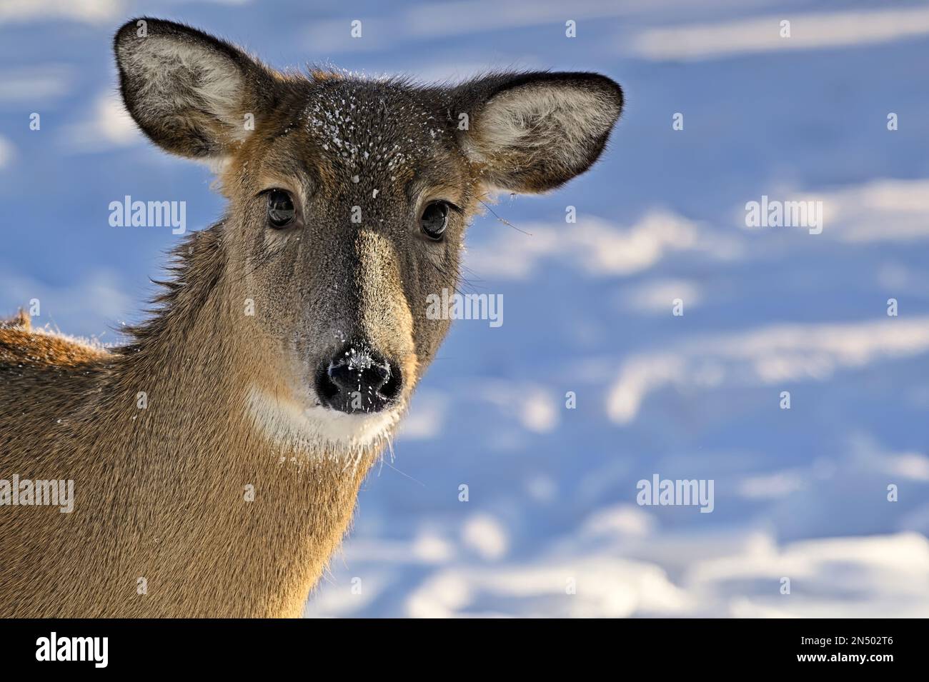 Un ritratto di un cervo selvatico dalla coda bianca 'Odocoileus virginianus', con uno sguardo curioso sul suo volto mentre si trova in piedi nella neve fresca nella zona rurale Alberta Canada Foto Stock