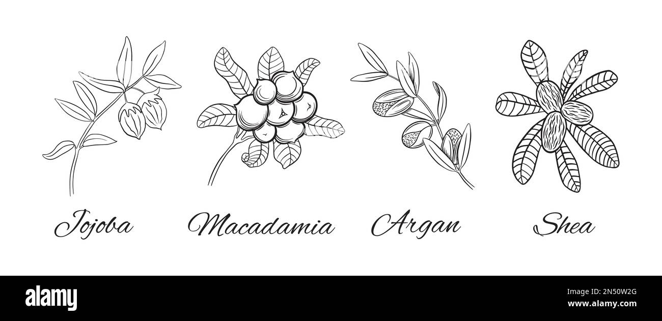 Collezione di piante cosmetiche disegnate a mano. Rami di jojoba e macadamia. Parti di pianta di Argan e di shea su fondo bianco. Illustrazione vettoriale. Illustrazione Vettoriale
