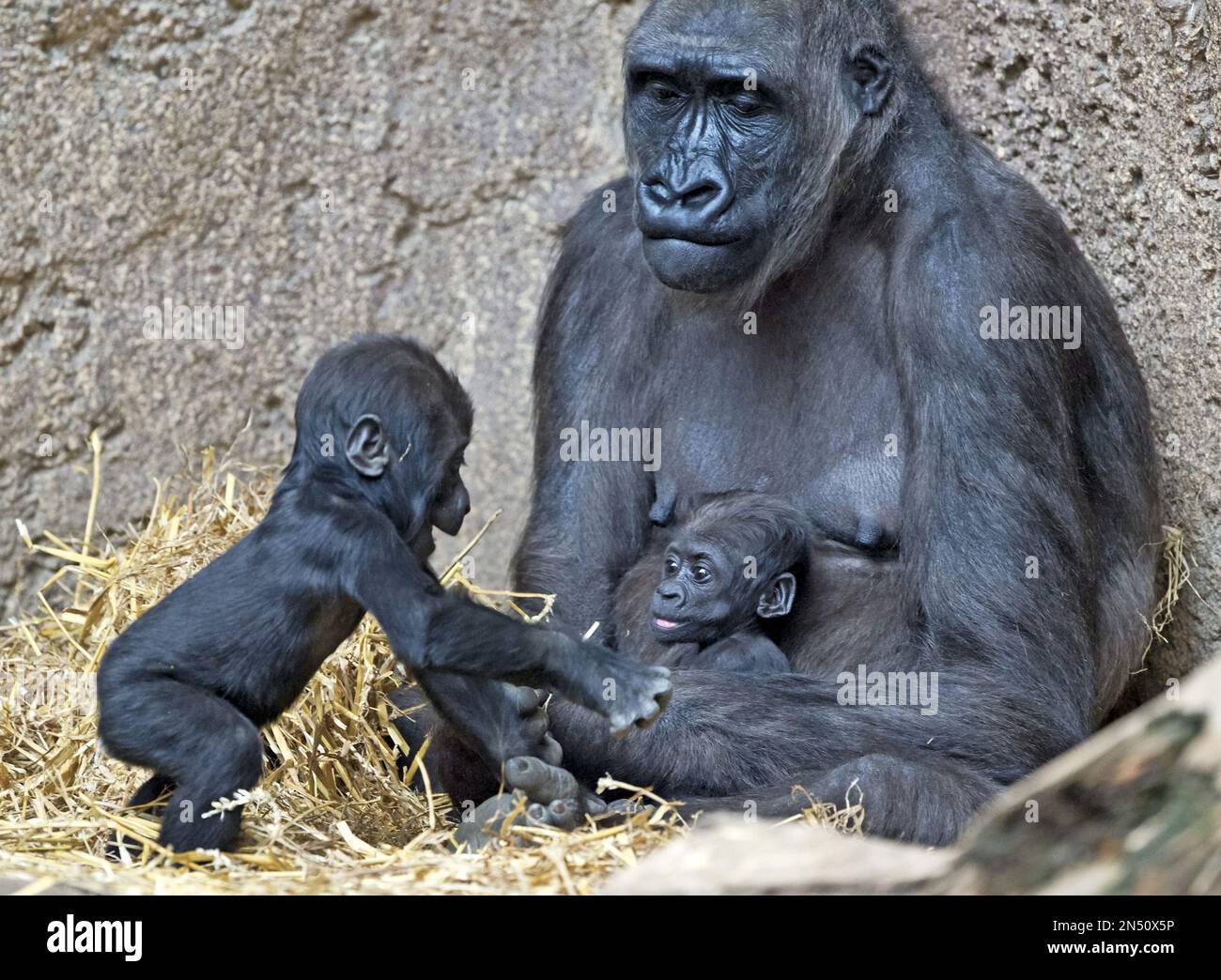 Baby gorilla Jengo, left, makes a pass to Diara and her mother Kumili ...