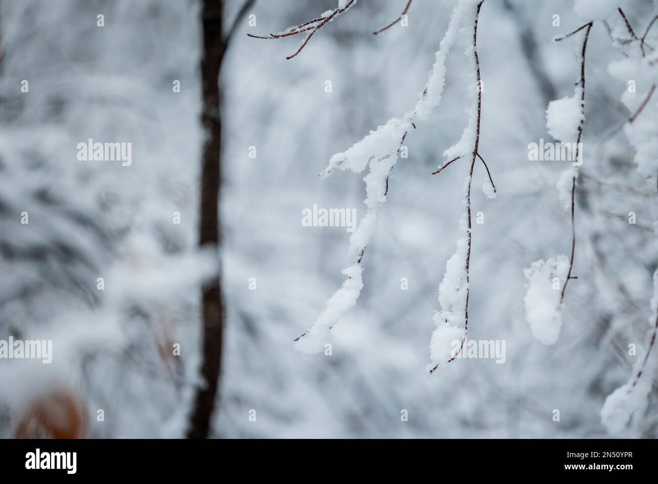 Un primo piano di rami innevati in una magica foresta invernale durante il  giorno Foto stock - Alamy