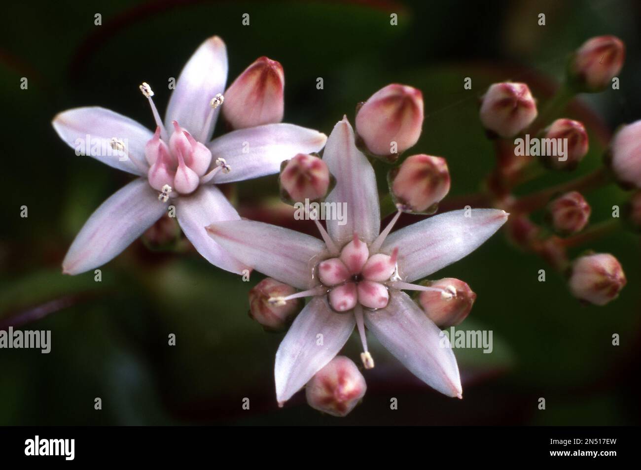PRIMO PIANO DEI FIORI ROSA PALLIDO DI CRASSULA OVATA COMUNEMENTE NOTA COME PIANTA DI GIADA, ALBERO DELL'AMICIZIA, ALBERO DEI SOLDI, PIANTA FORTUNATA O GIOIA ROSA. AUSTRALIA. Foto Stock