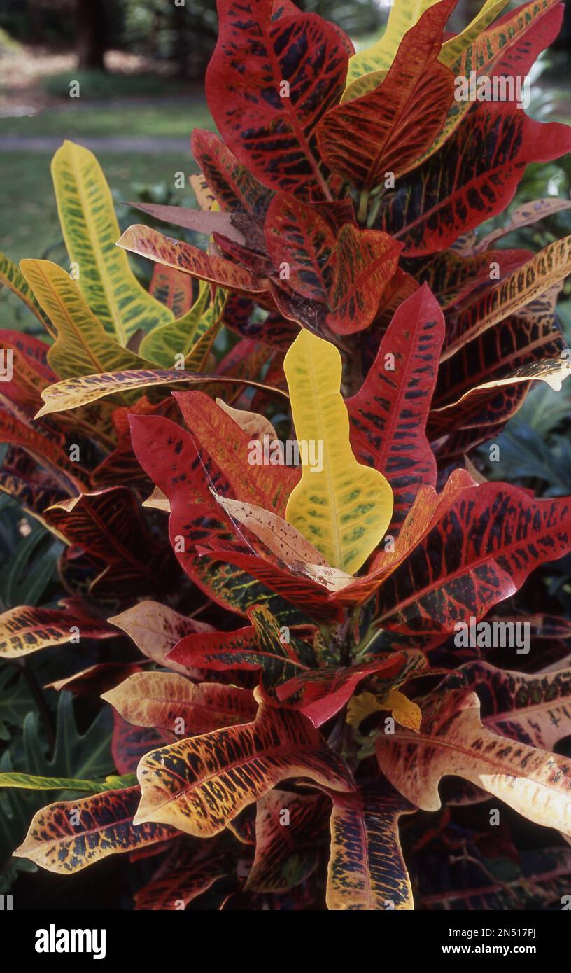 STABILIMENTO DI CODIAEUM VARIEGATUM Foto Stock