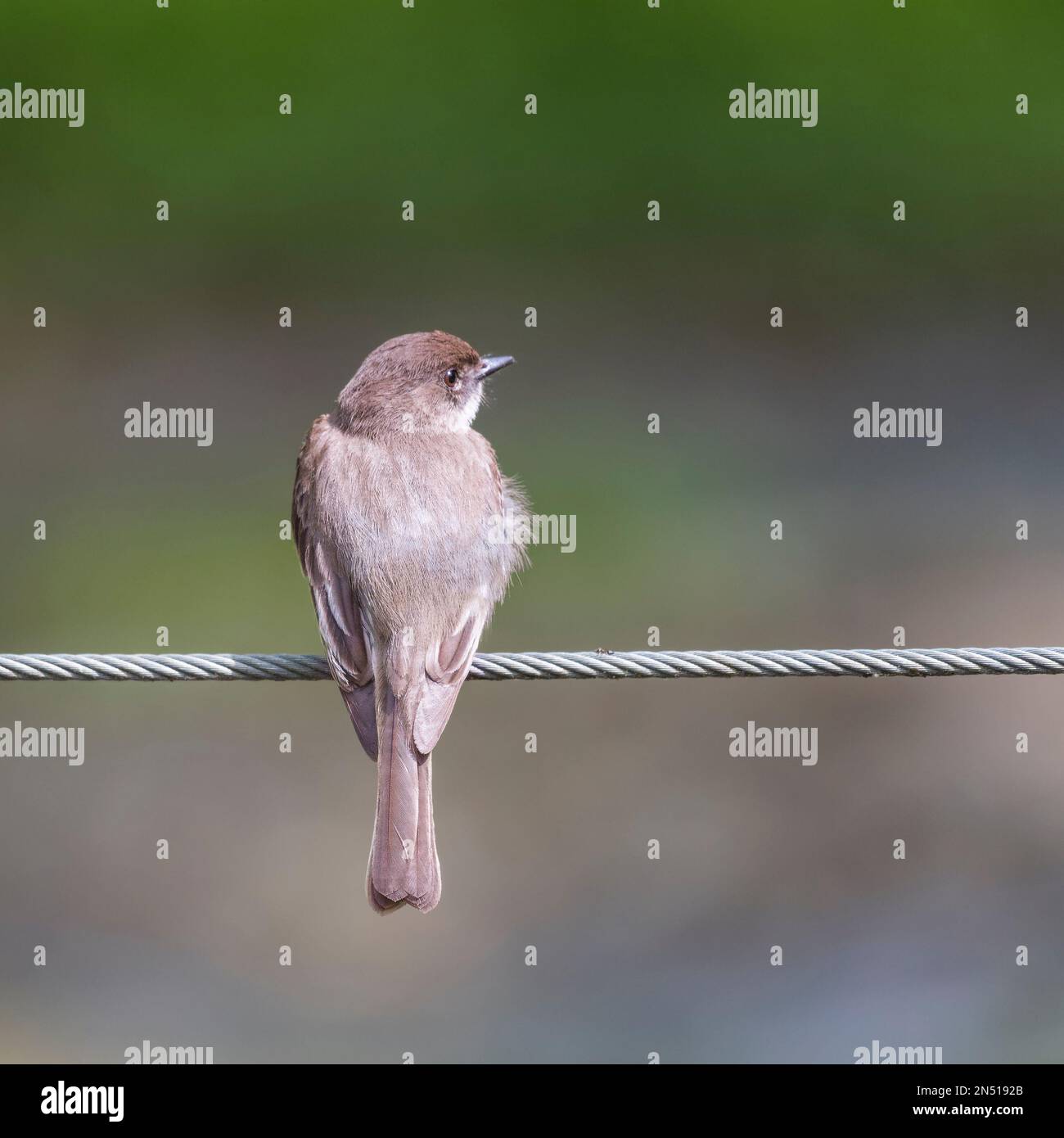 Eastern Phoebe (Sayornis Phoebe) seduto su una fune di acciaio. Chesapeake e Ohio Canal National Historical Park. Maryland. STATI UNITI Foto Stock