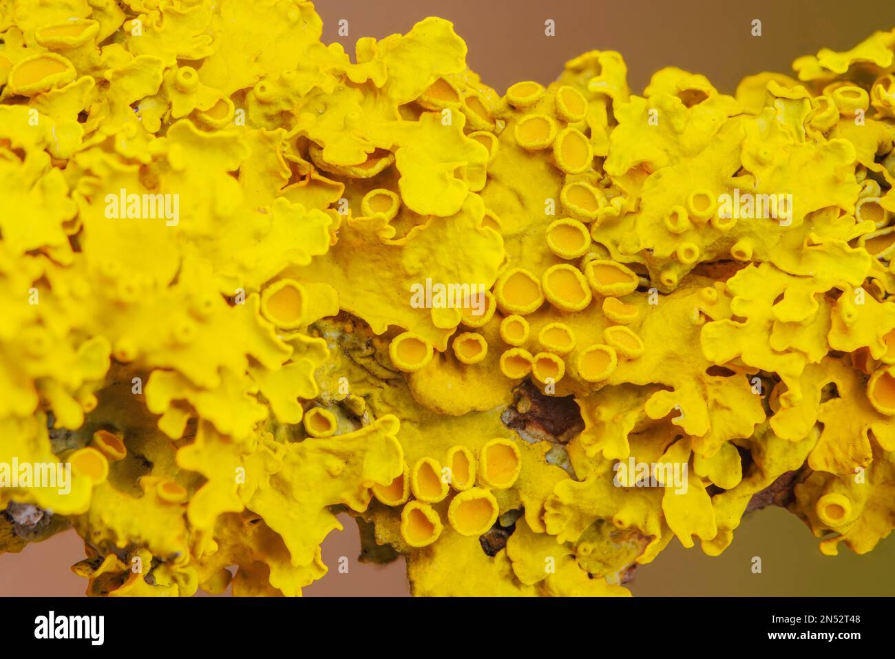 Giallo marinare Sunburst lichen - Xantoria parietina - sfondo Foto Stock