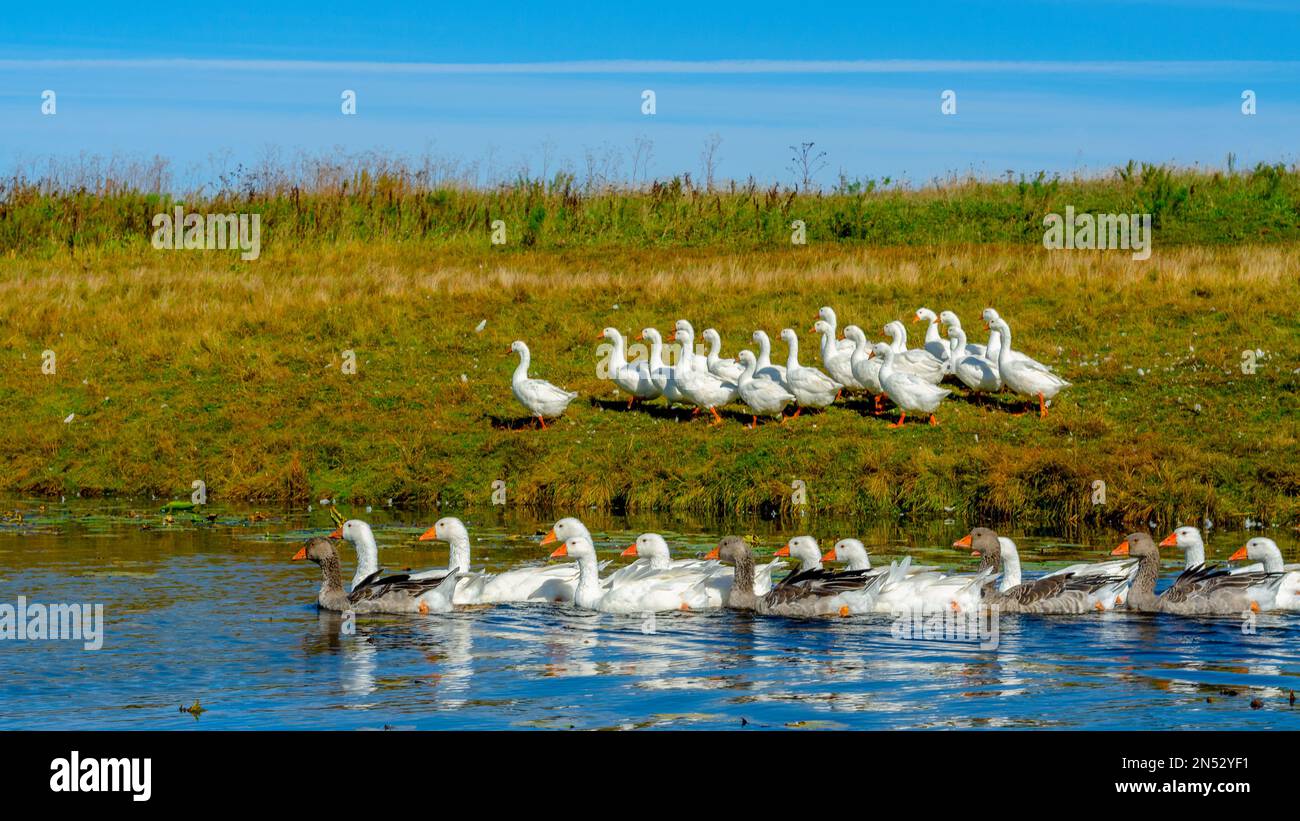 Gregge di oche galleggianti sull'acqua del fiume sullo sfondo di altri uccelli che camminano sulla riva verde con erba. Foto Stock