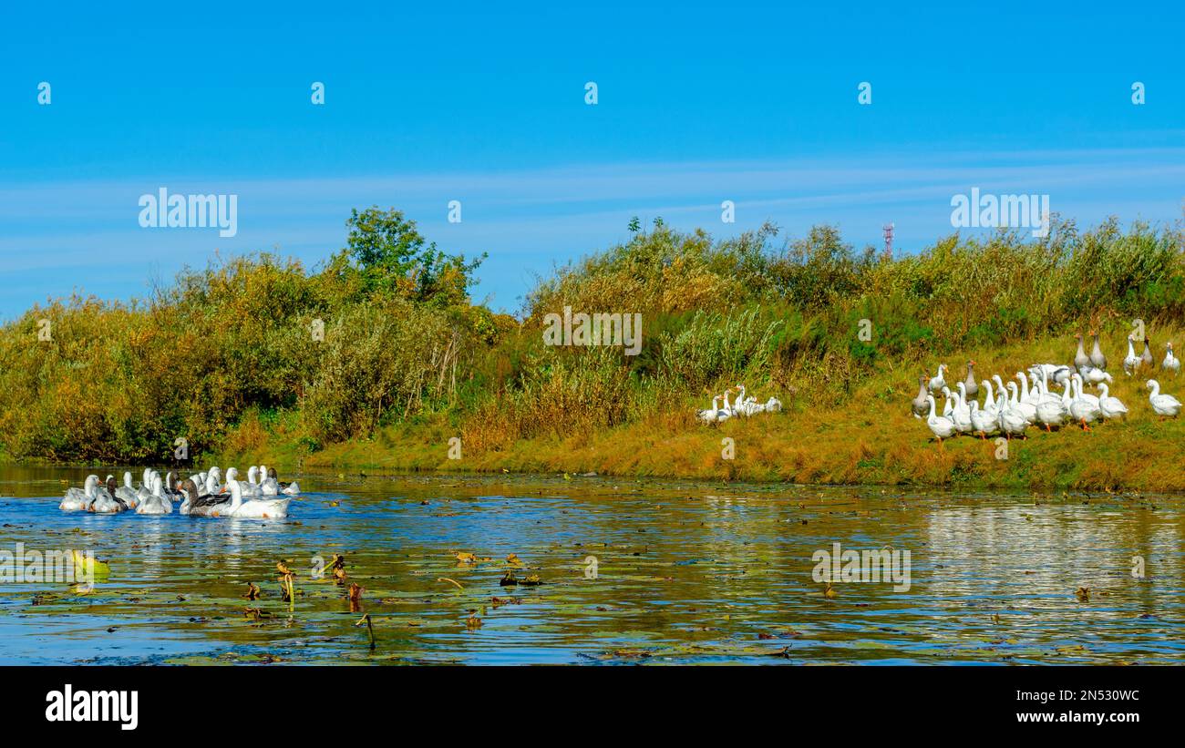 Un gregge di oche galleggianti sull'acqua del fiume per ninfee sullo sfondo di altri uccelli sulla riva verde con erba a cespugli. Foto Stock