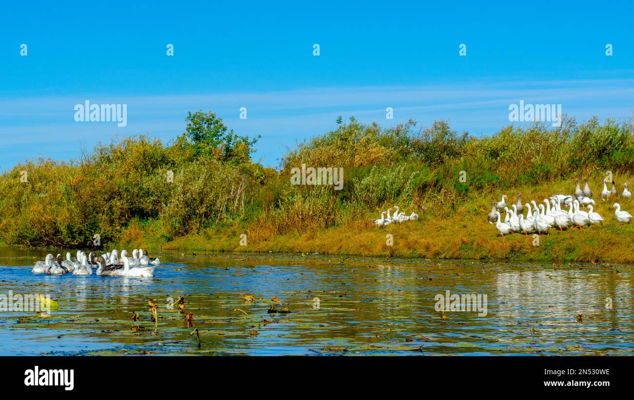 Un gregge di oche bianche nuota lungo il fiume per l'erba e ninfee oltre la riva con altri uccelli. Foto Stock