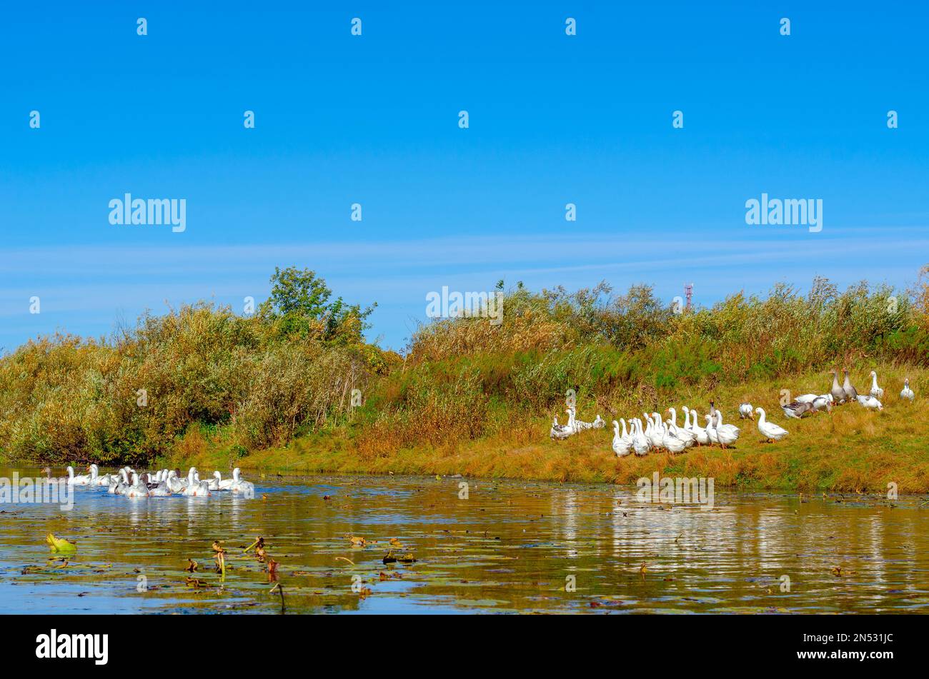 Un gregge di oche nuota attraverso l'acqua del fiume per gigli d'acqua gialli sullo sfondo di altri uccelli bianchi sulla riva verde con erba Foto Stock