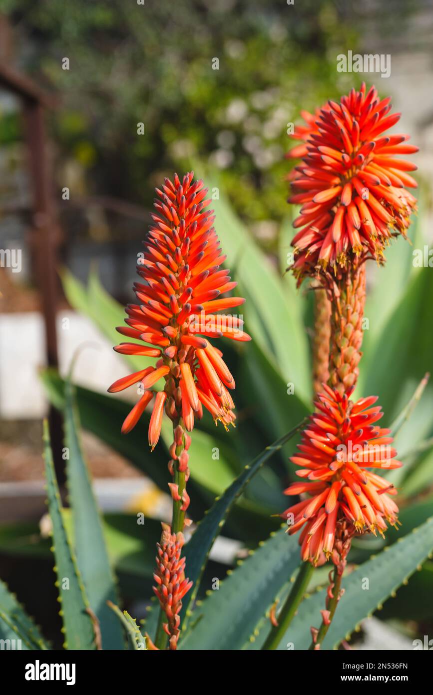Aloe montagna (Aloe marlothii) primo piano in fiore nel giardino. Aloe montagna è un grande sempreverde succulente Foto Stock