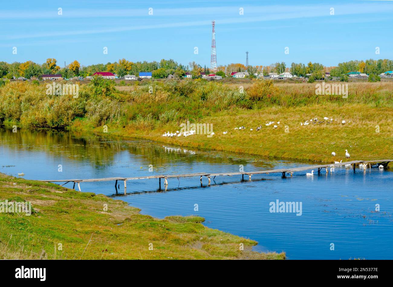 Un gregge di oche bianche siede sull'erba vicino al fiume e un piccolo ponte di legno sullo sfondo del villaggio con case nel campo. Foto Stock
