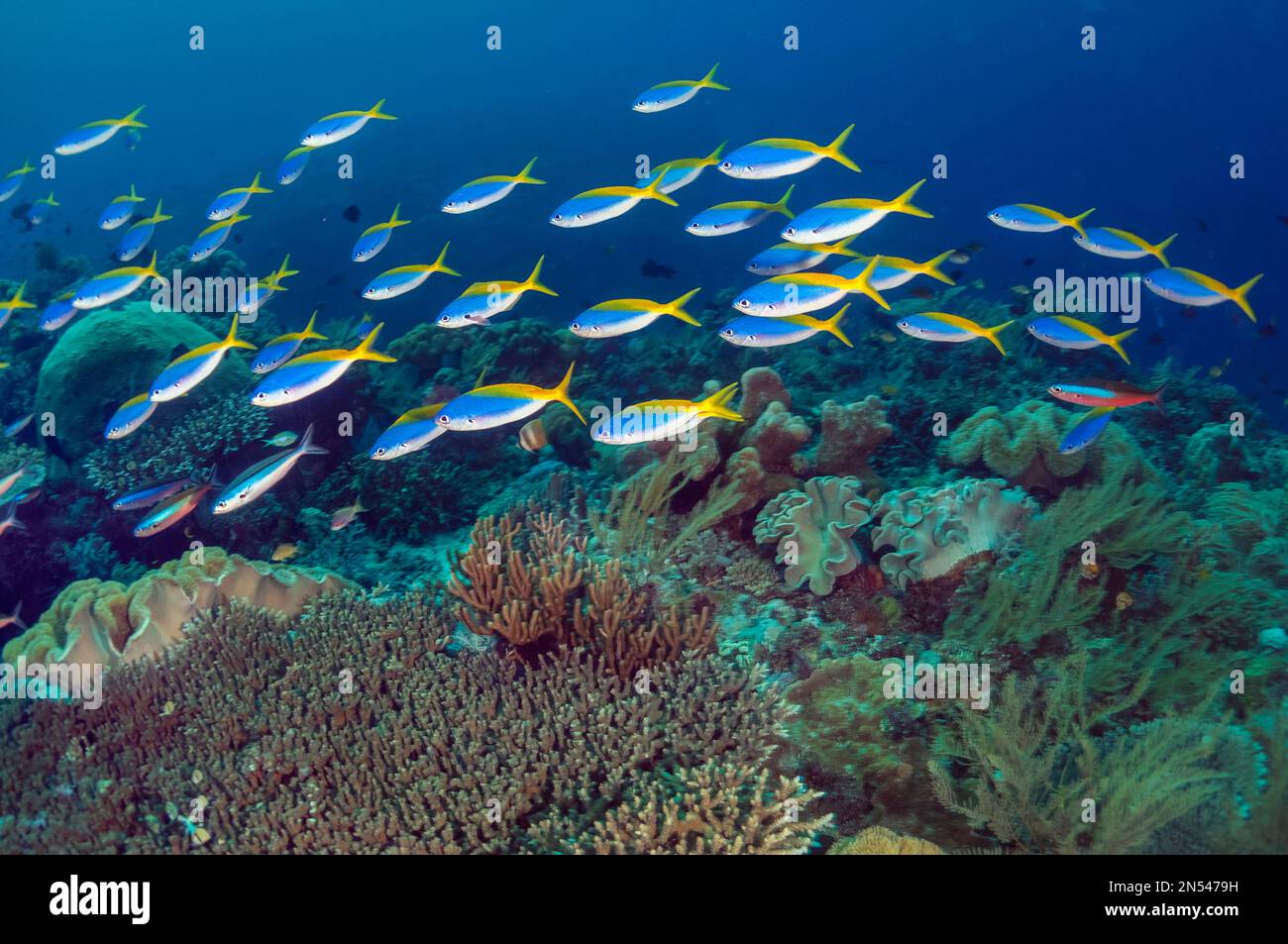 Fusilier giallo e blueback, fusilier bello, fusilier blu e oro, o fusilier giallo-coda, Caesio teres, Isola di Wetar, Alor, Indonesia, Banda Foto Stock