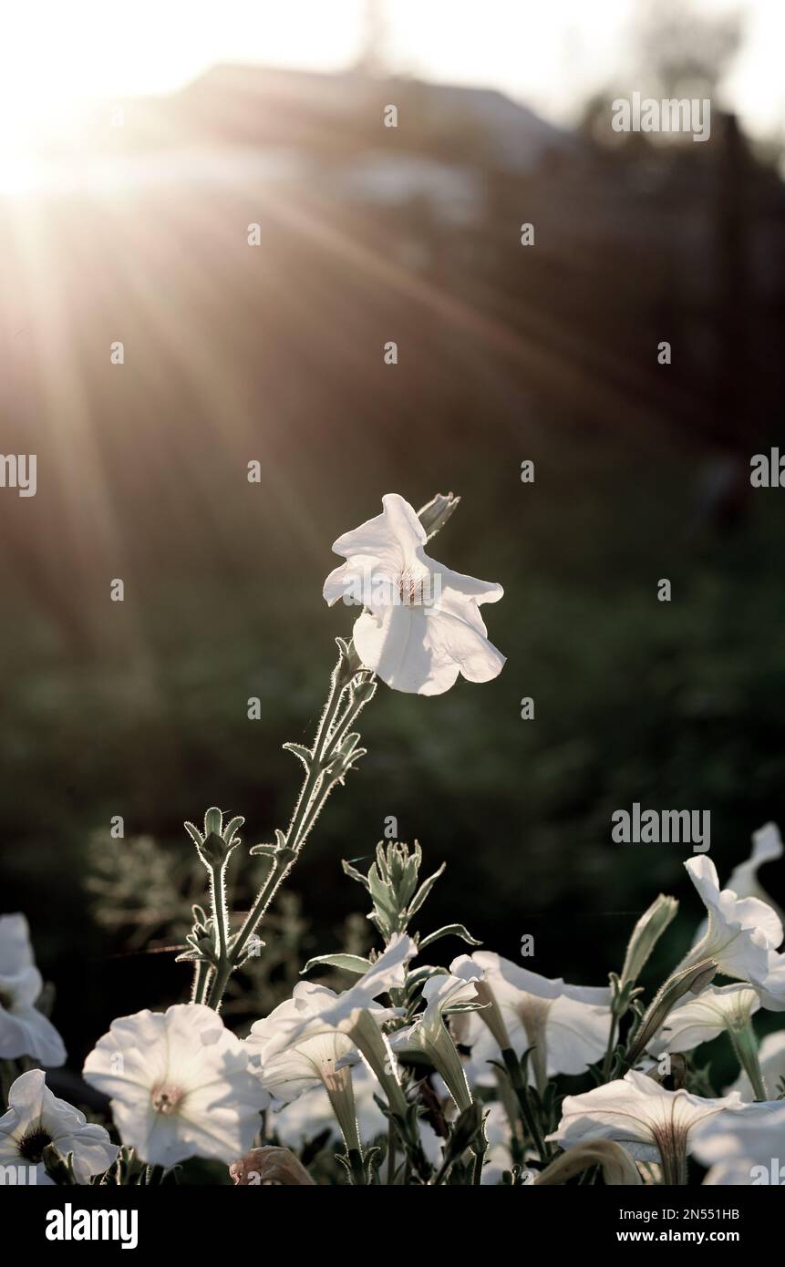Foto con minore luminosità della luce del sole al tramonto a causa della recinzione e la casa che cade sul letto di fiori bianchi Petunia fiori nel vill Foto Stock