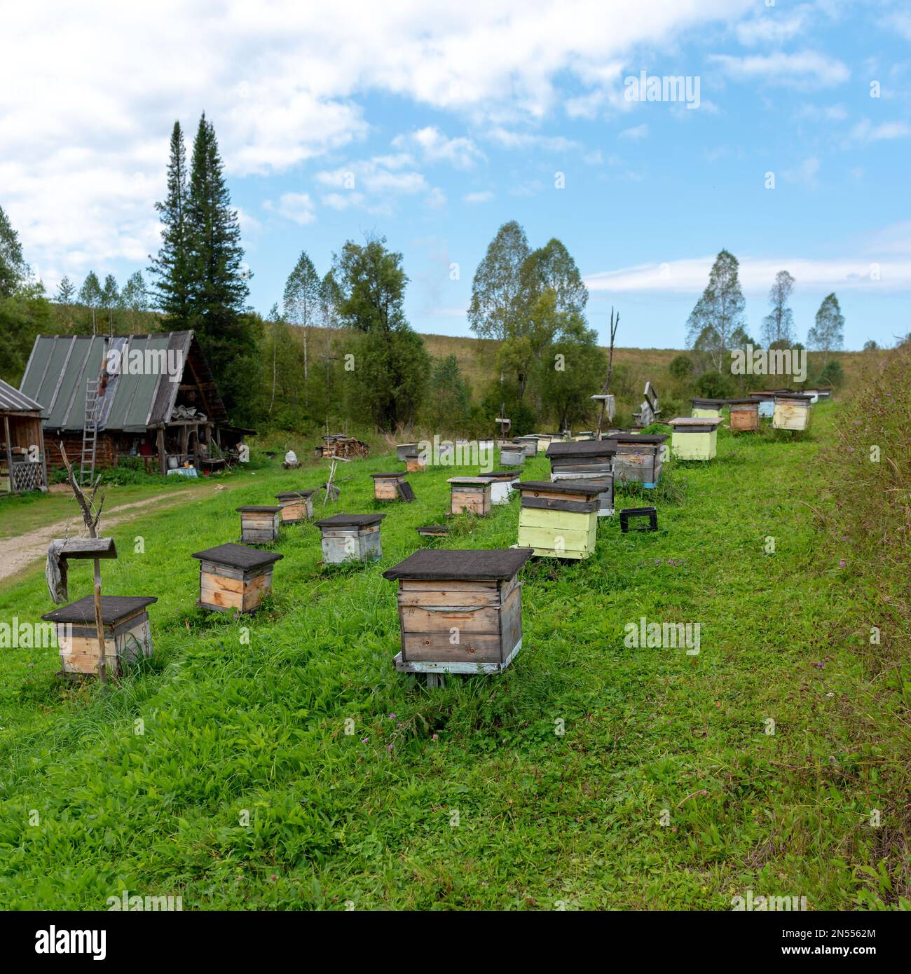 Molti piccoli alveari di api di legno per raccogliere il miele con il colore sono sull'erba presso la casa del villaggio sull'apiario nei monti Altai nella foresta. Foto Stock