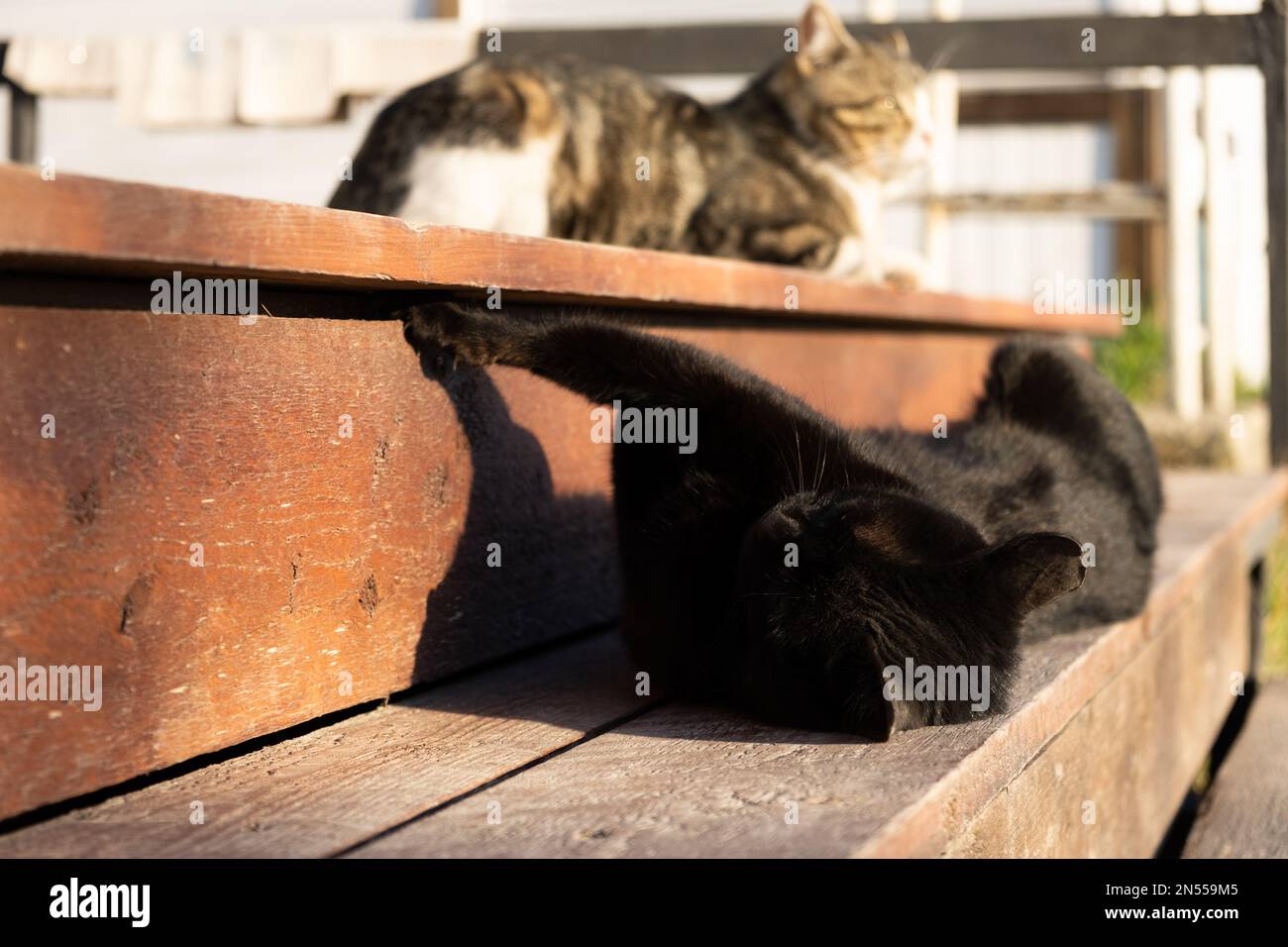 Il gatto nero è sdraiato sui gradini. Sfondo sfocato del secondo gatto. Dormire al sole è dolce. Il concetto di riposo, relax vita animale. Foto Stock