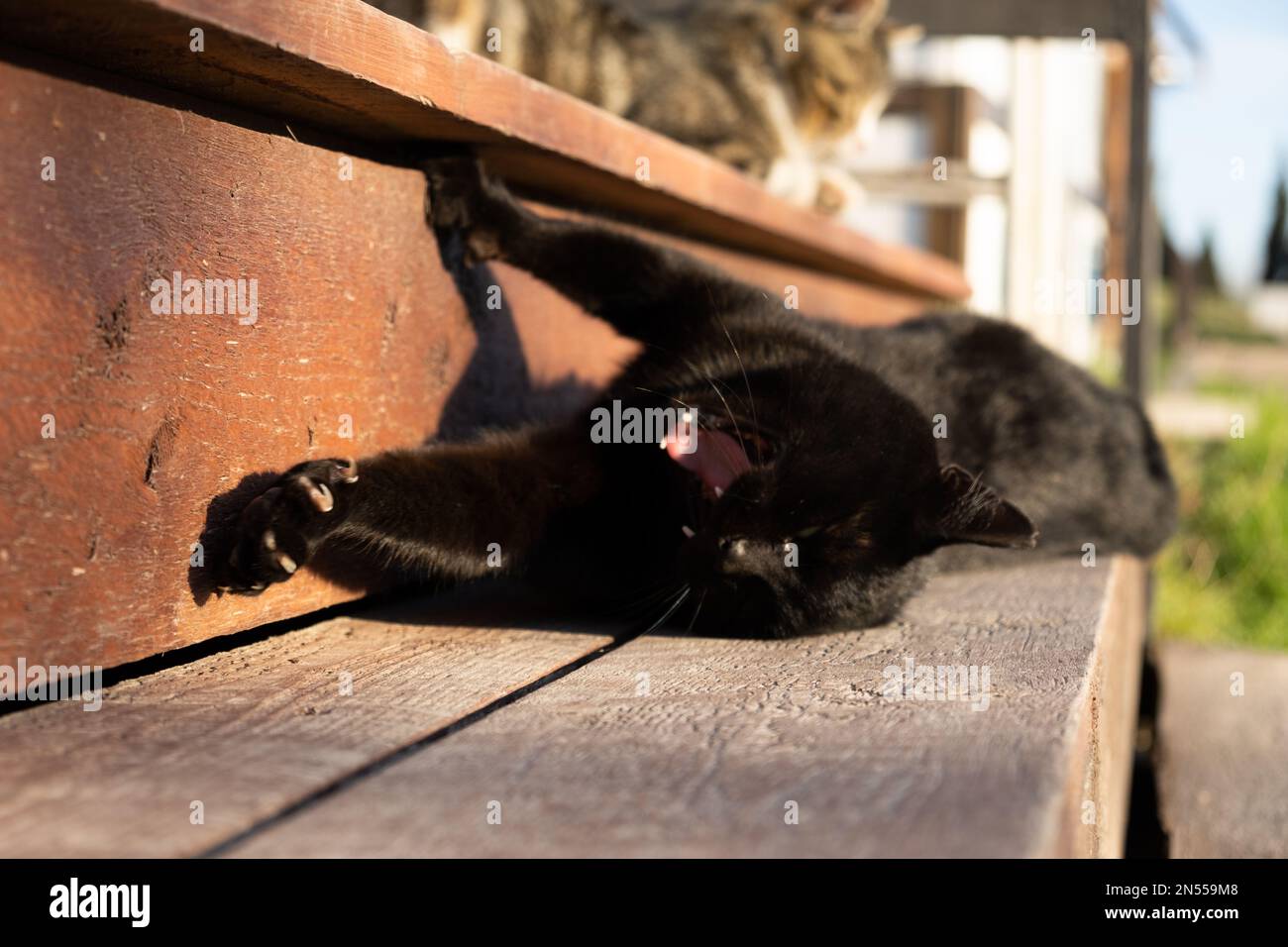 Il gatto nero è sdraiato sui gradini. Movimento sfocato delle zampe. Aprire la bocca, il gatto sbadigia. Inquadratura sfocata veloce, il concetto di movimento, la vita. Un beautifu Foto Stock
