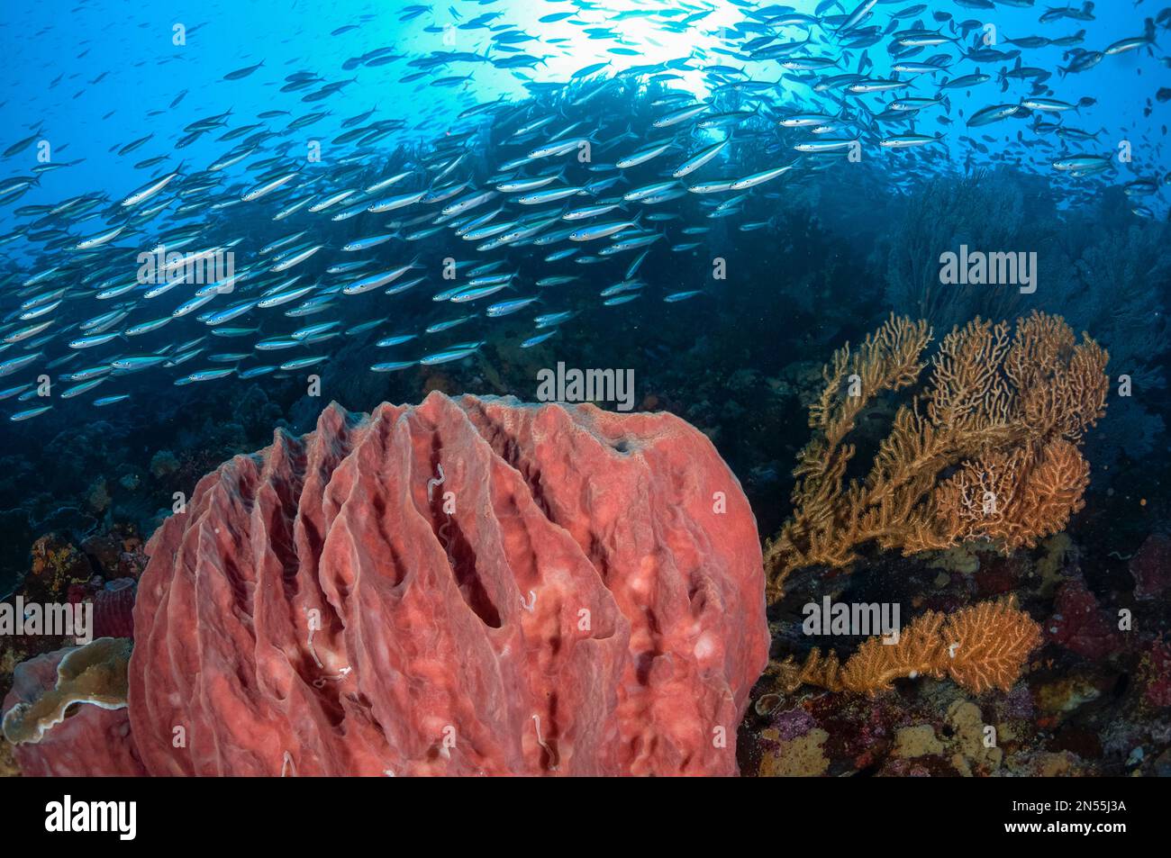 BlueStreak Fusiliers, scuola di nuoto intorno Barrel Sponge, Xestospongia testudinaria, con il sole in background, Snake Ridge sito di immersione, Gunung API, vicino Foto Stock