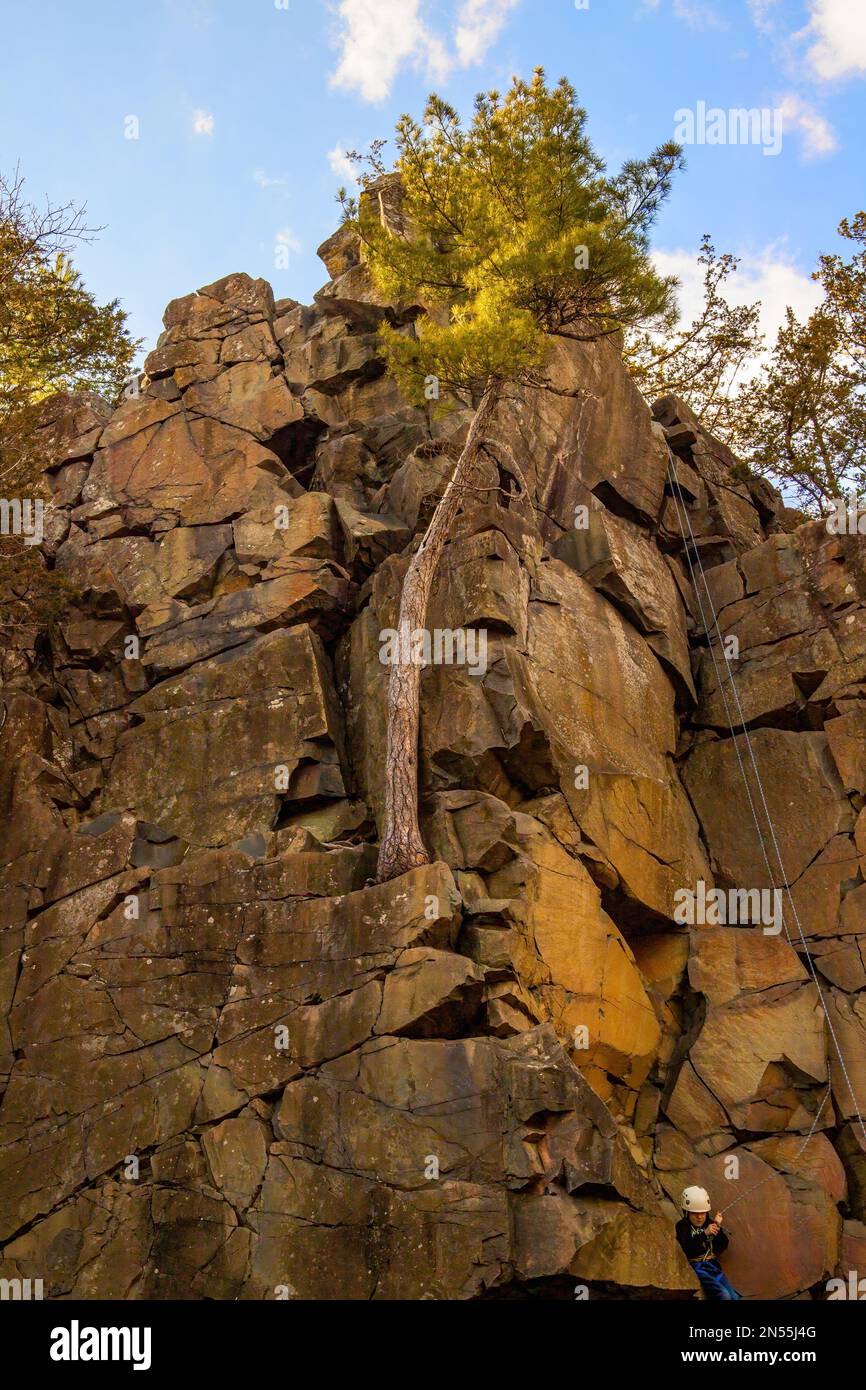 Albero che cresce fuori da una roccia su un alto promontorio nell'Interstate state Park. Anche un popolare luogo di arrampicata su roccia nel parco. Foto Stock