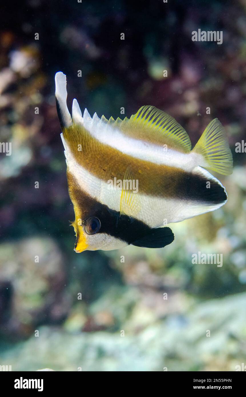 Pennant Bannerfish, Heniochus chrysostomus, Pulau Molana sito di immersione, vicino Ambon, Maluku, Indonesia, banda Mare Foto Stock