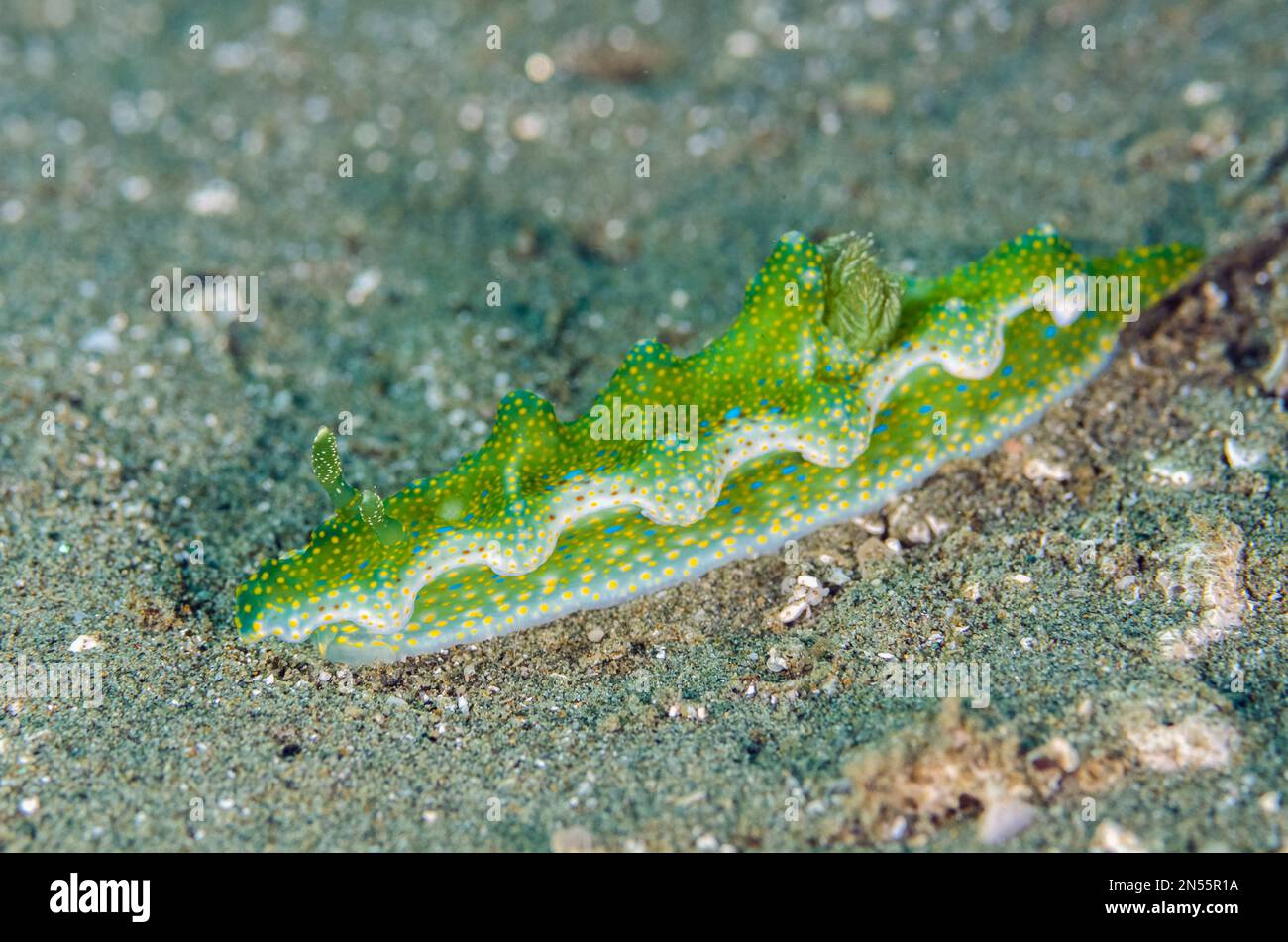 Jolly Green Giant nudibranch, Miamira sinusata, Rhino City dive site, Ambon, Maluku, Indonesia, banda Sea Foto Stock